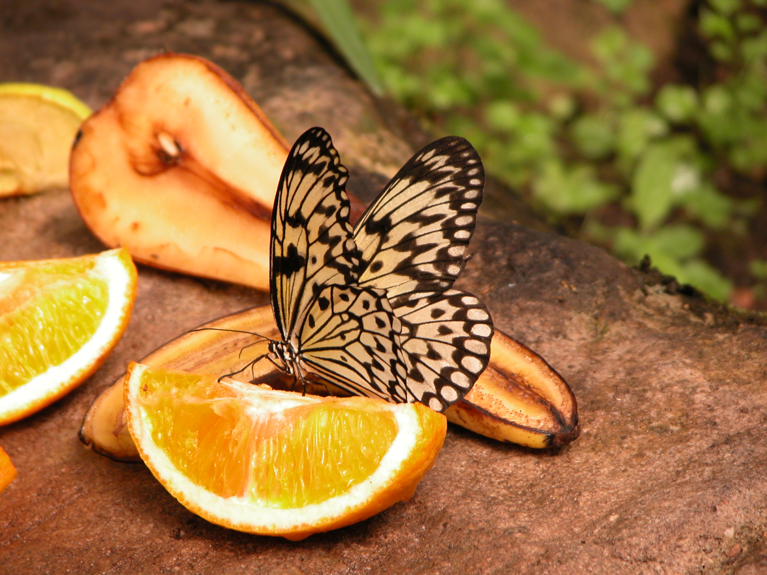 butterfly on orange part wings spring happy happy insect beauty