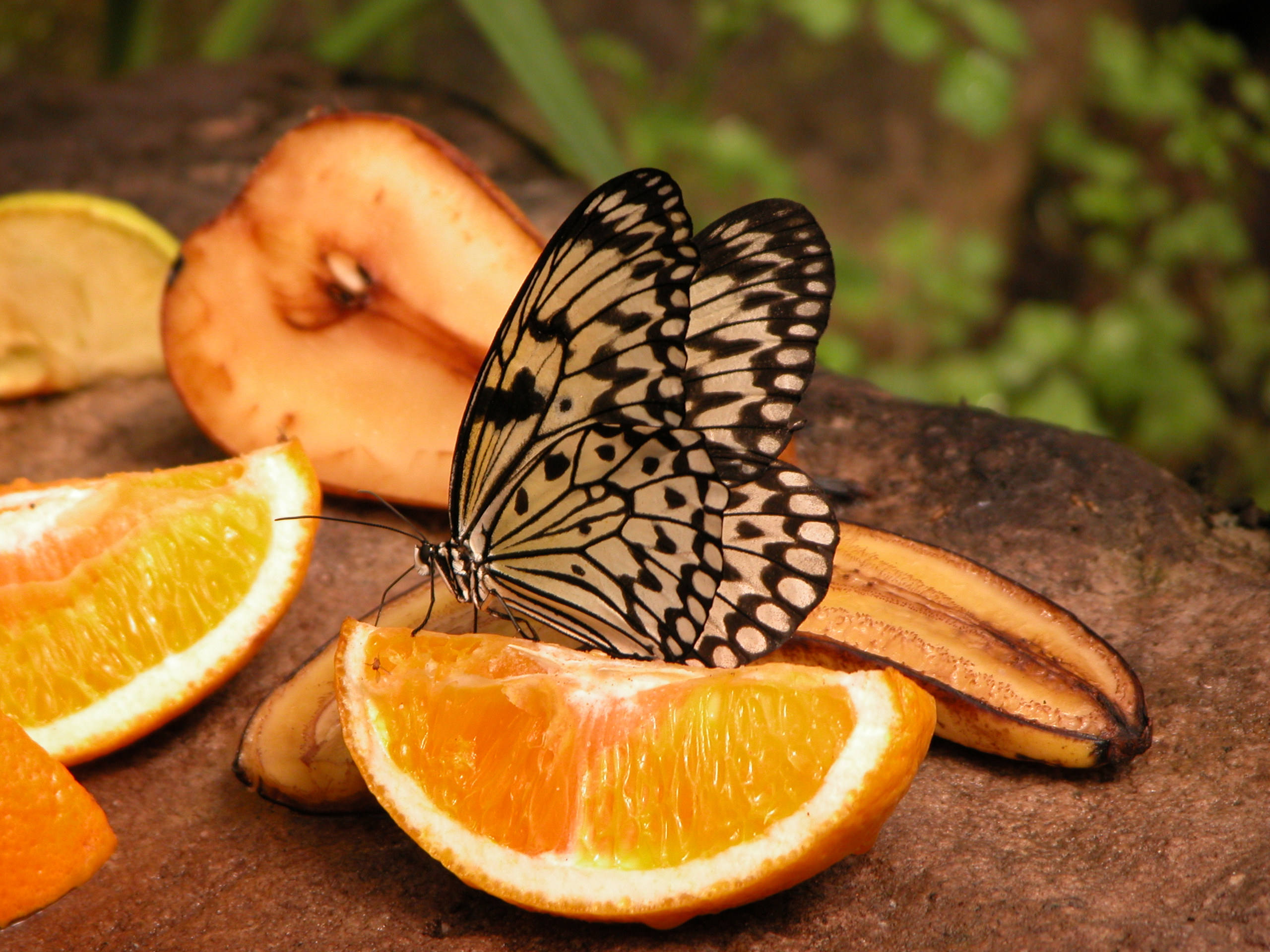 butterfly on orange part wings spring happy happy insect beauty