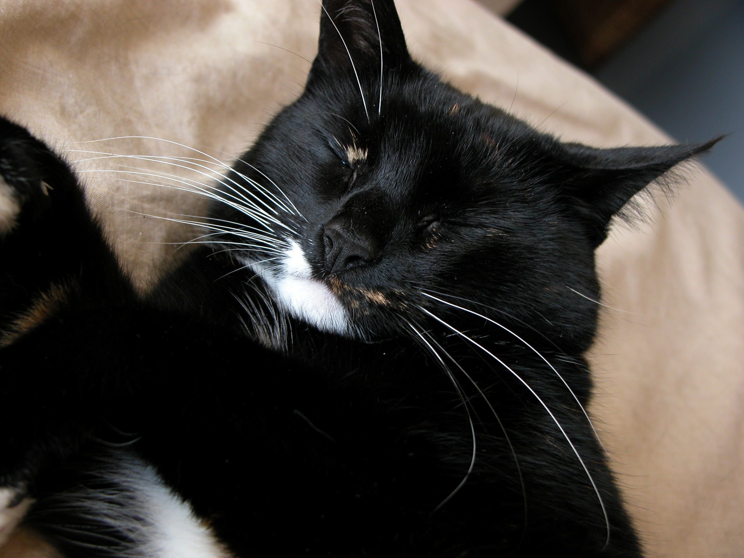 cat black and white cute nostrils ears lying relaxing sleeping