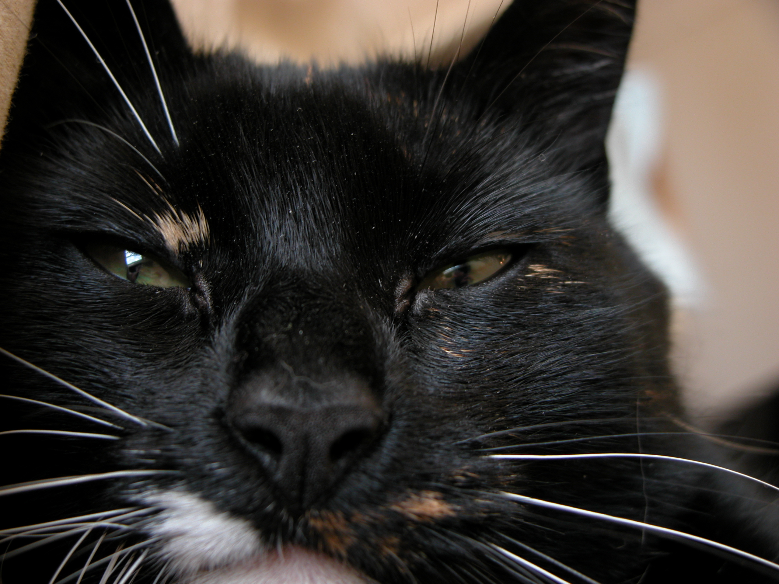 cat black and white cute nostrils ears lying relaxing sleeping eye eyes nose fur hairs