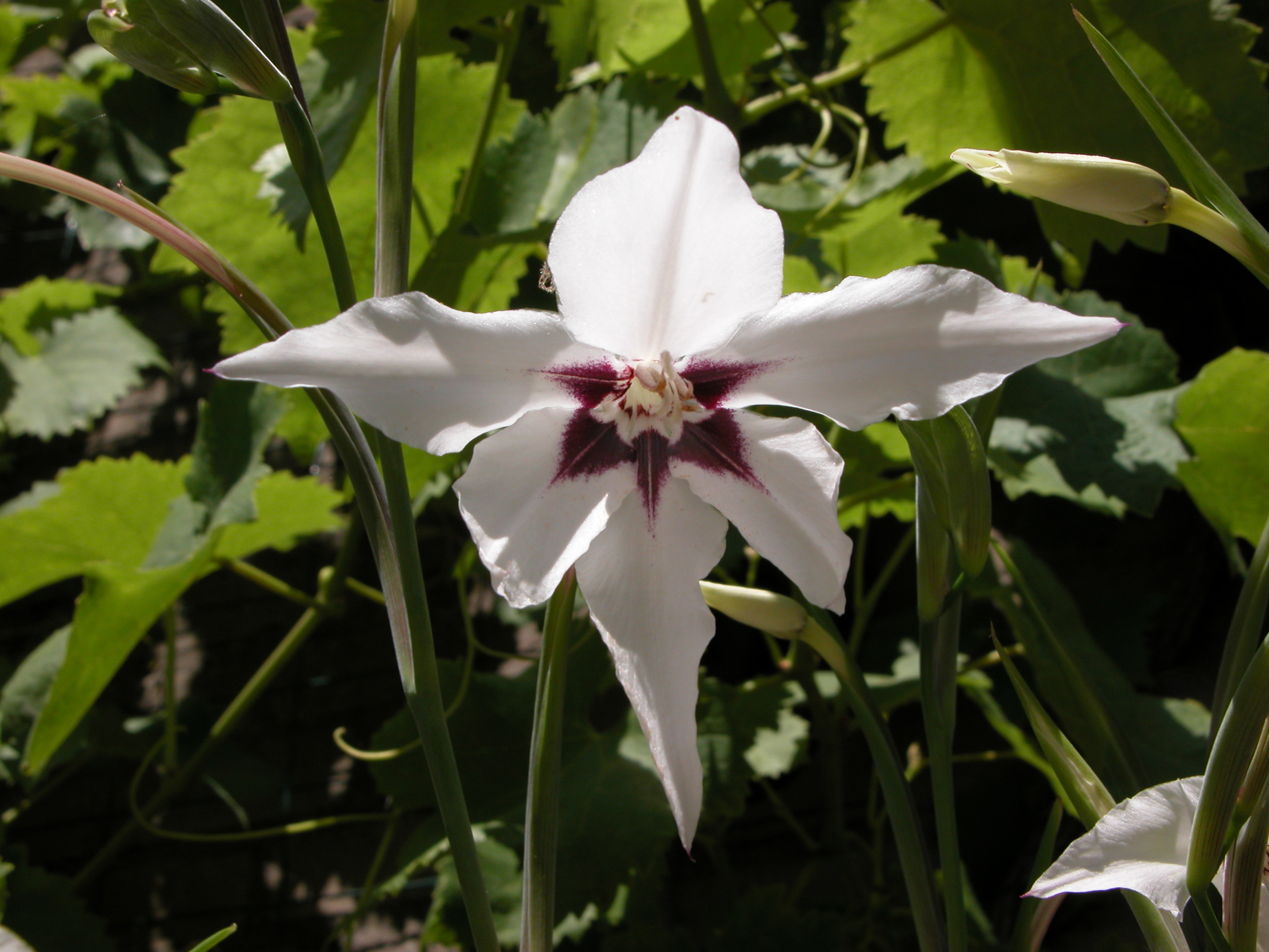 nature plants flower white lily hemerocallis