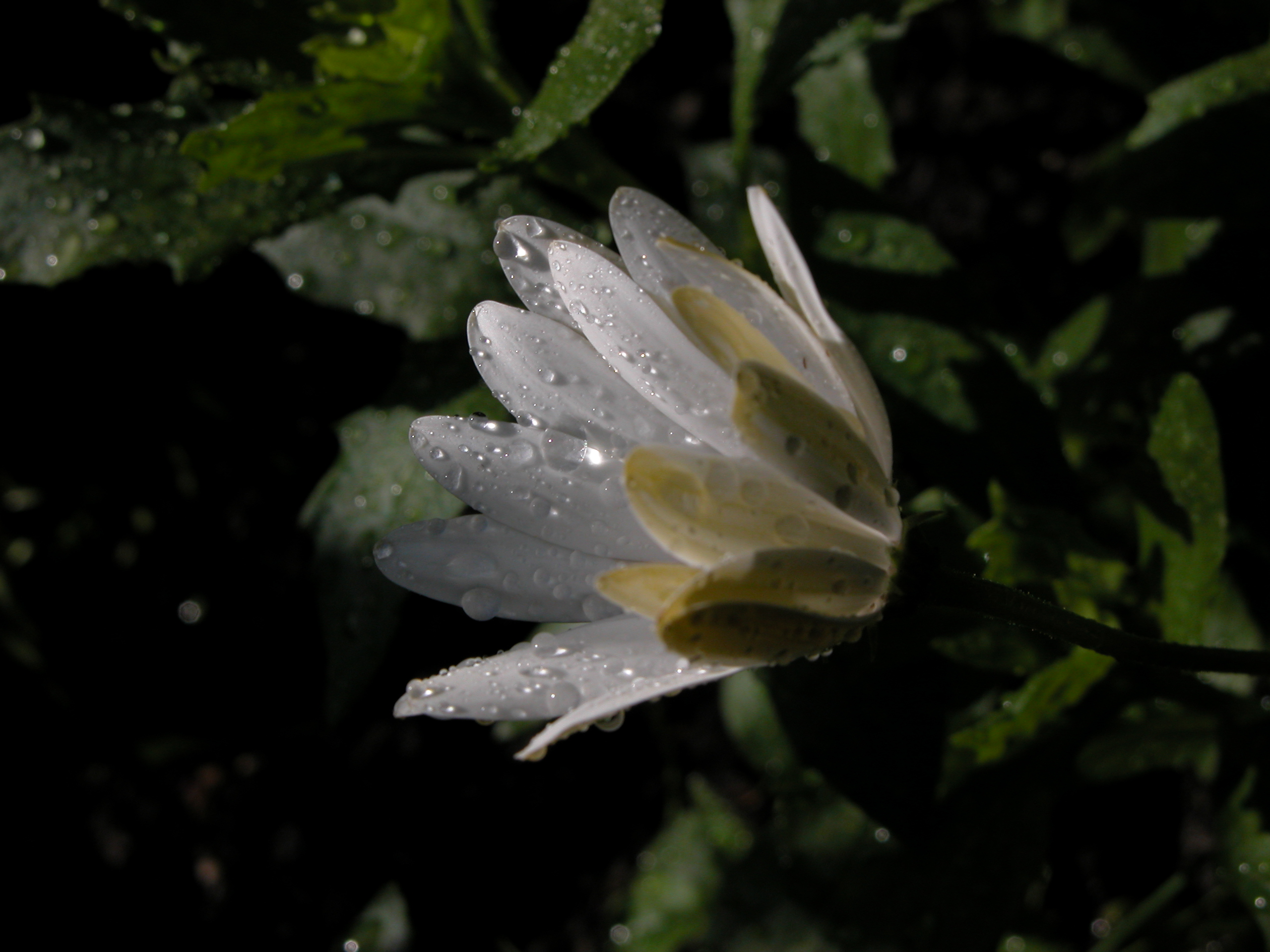 nature plants flower wet waterdrop waterdrops white