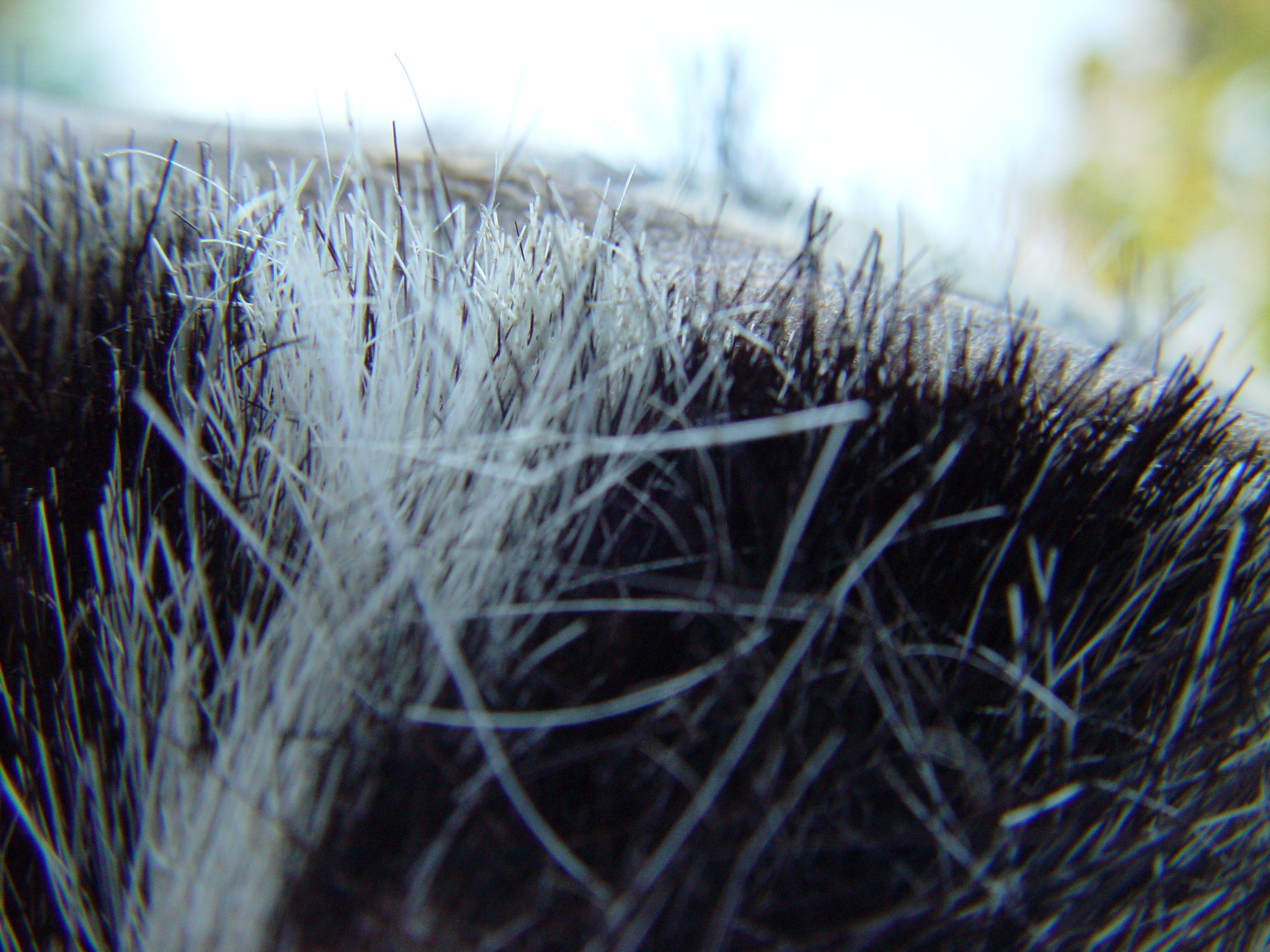 hair fur black white soft brush bertolt zalm