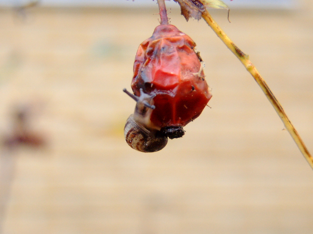 snail on poor excuse for a berry maartent