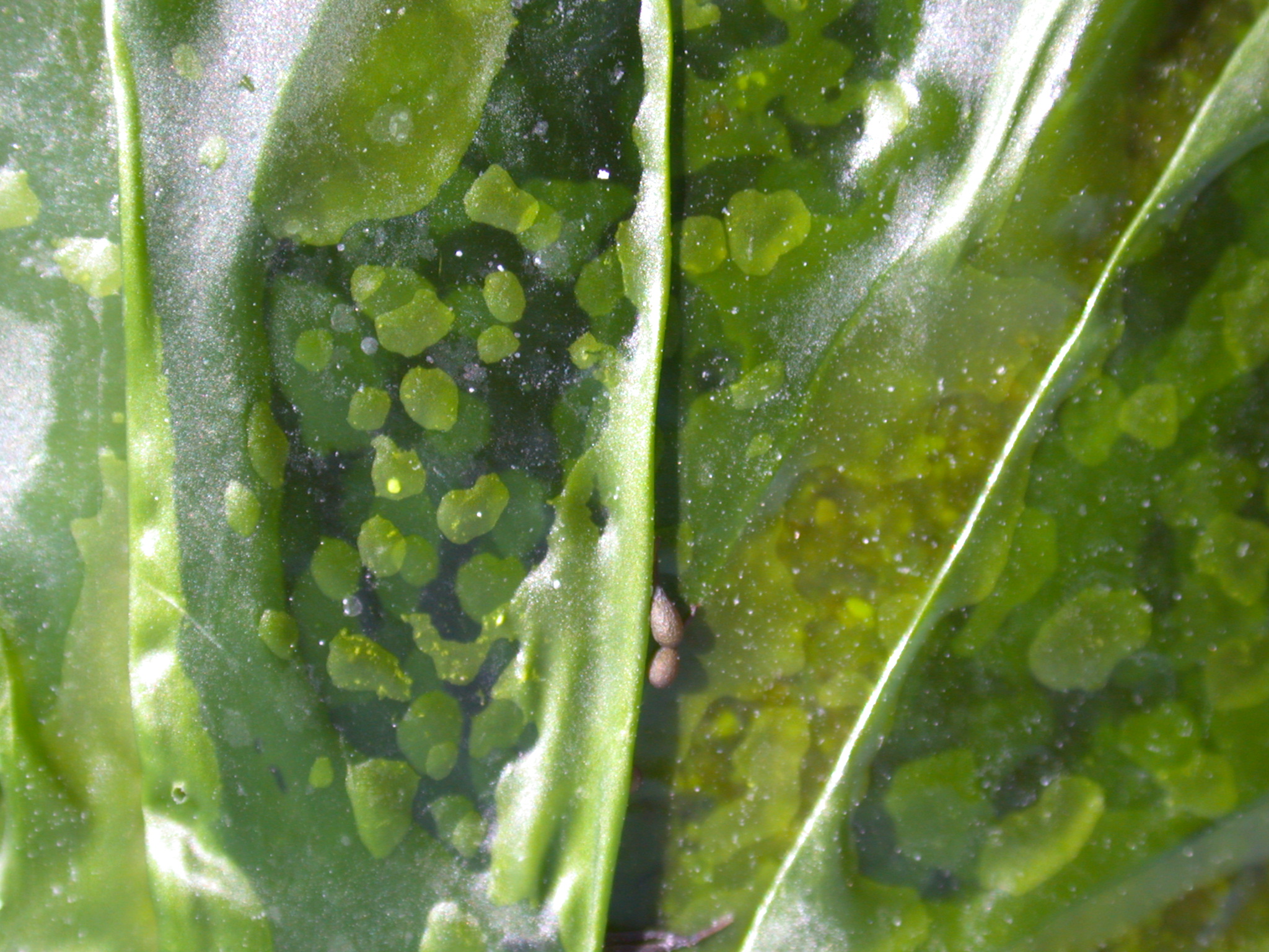 green leaf frozen water under underwater small blob blobs