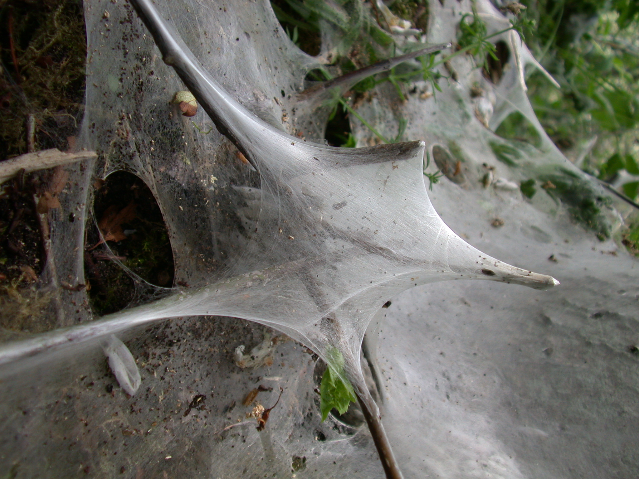 spider spider's web webbing sticky jungle creepy trap threads weaved