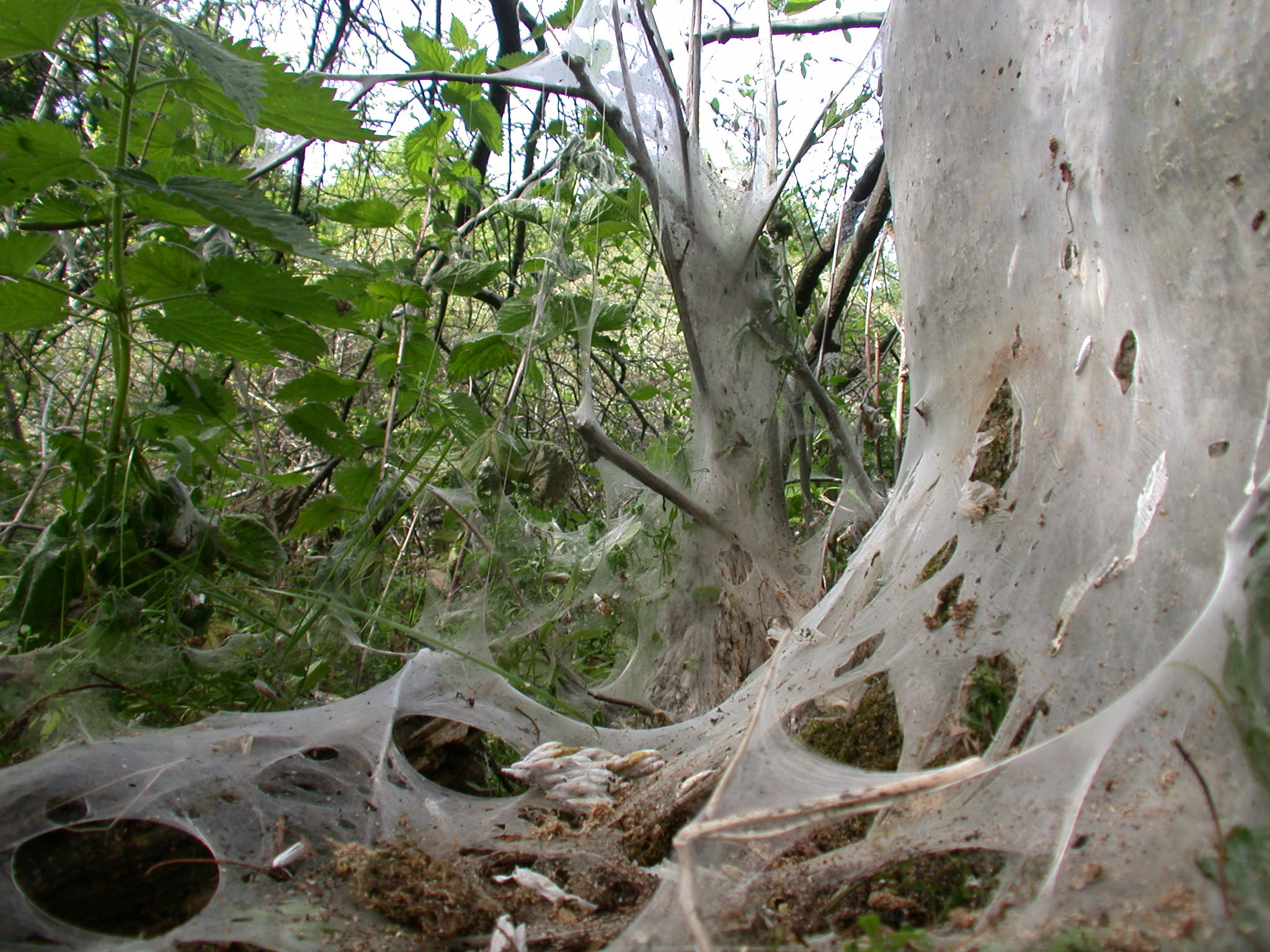 tree wood forrest forest green nature spider web spiderweb webbing threads