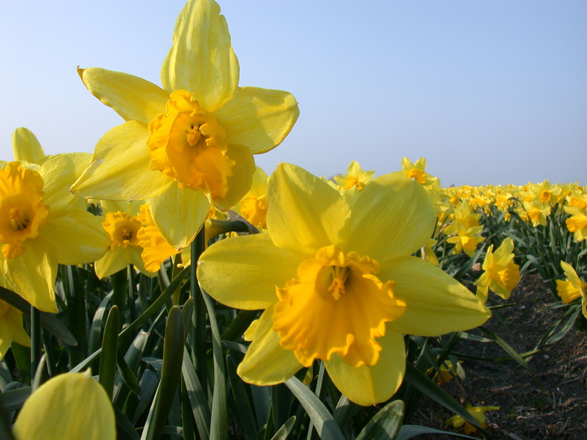 daffodil daffodils yellow nature plants flower flowerbed spring star