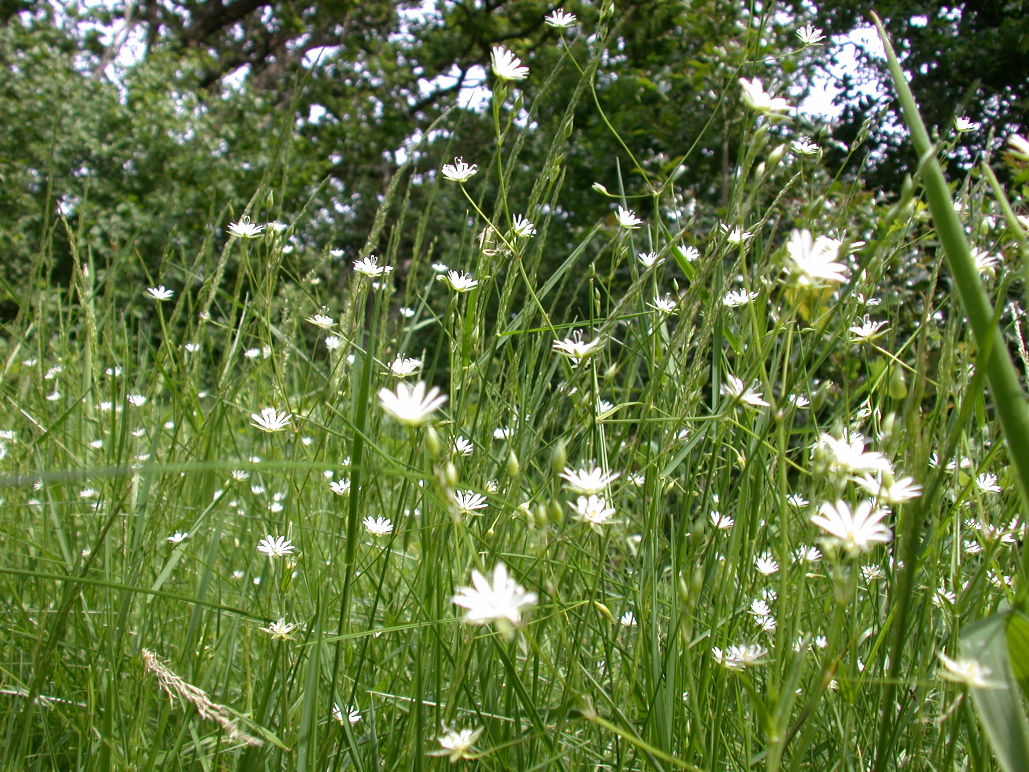 field of flowers flowerfield spring happy green white flowing in the breeze grass helms