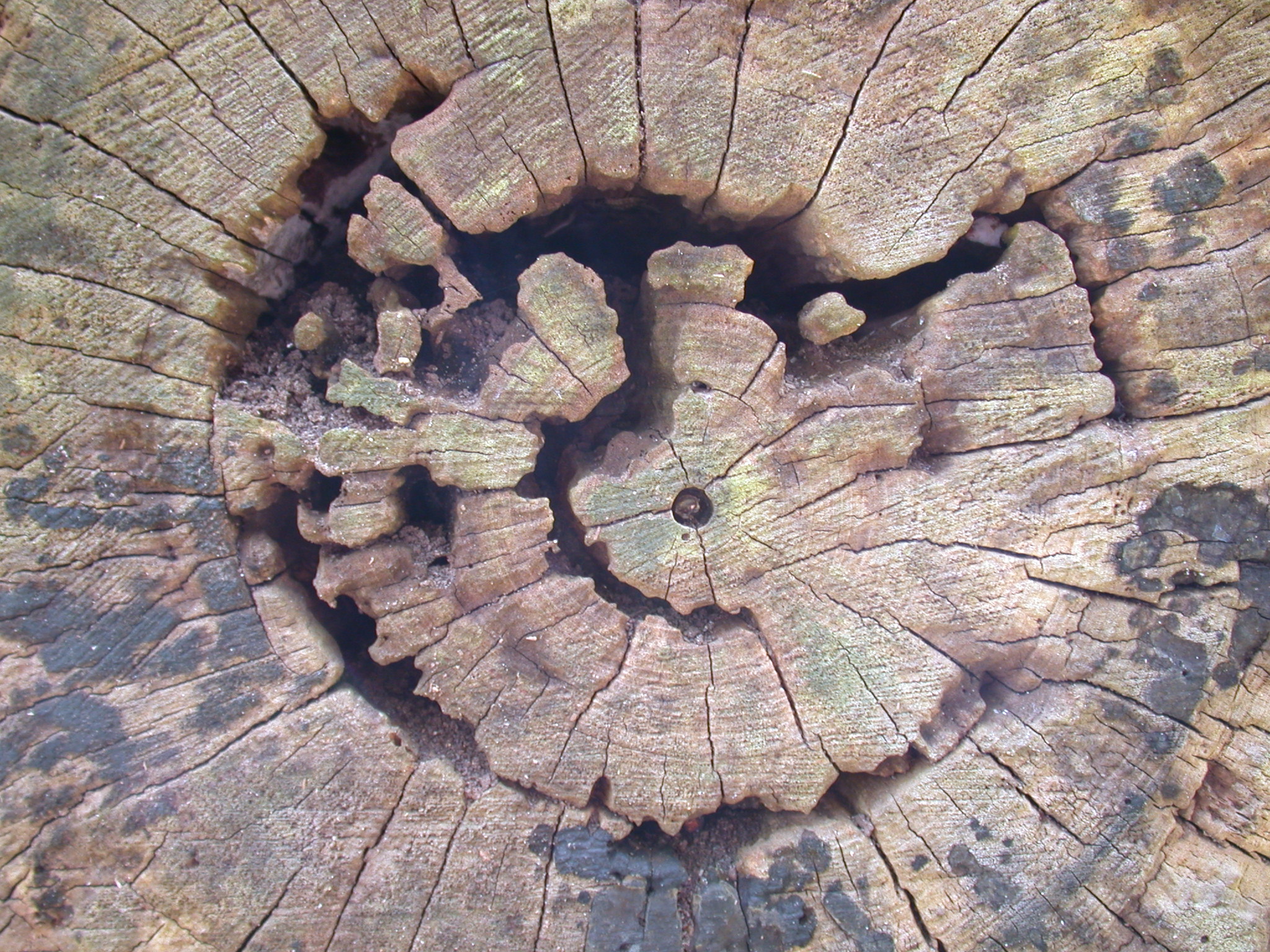 tree stump rings rotten wood