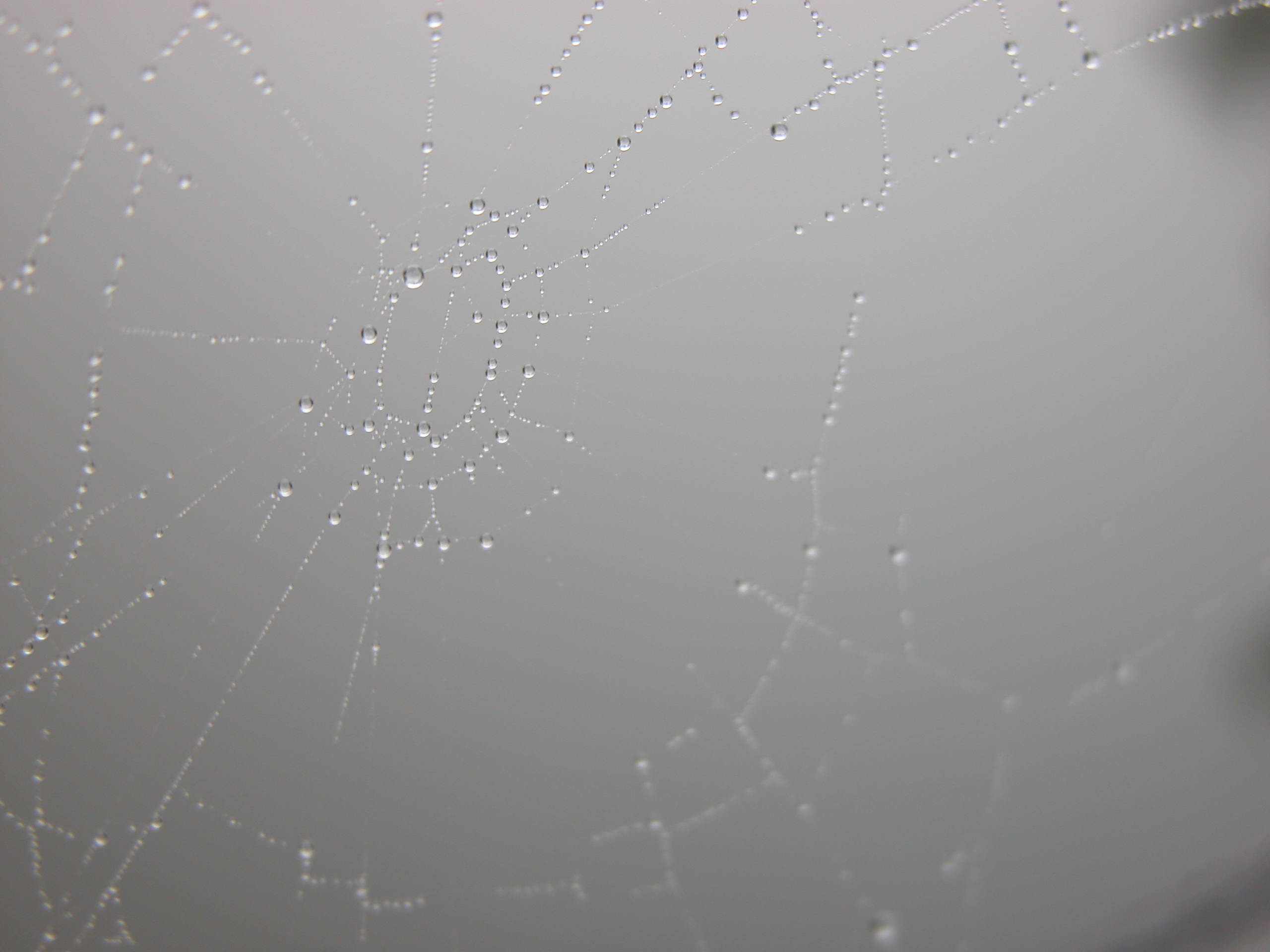 spiderweb web waterdrop waterdrops droplet droplets universe dewdrop dewdrops water cobweb