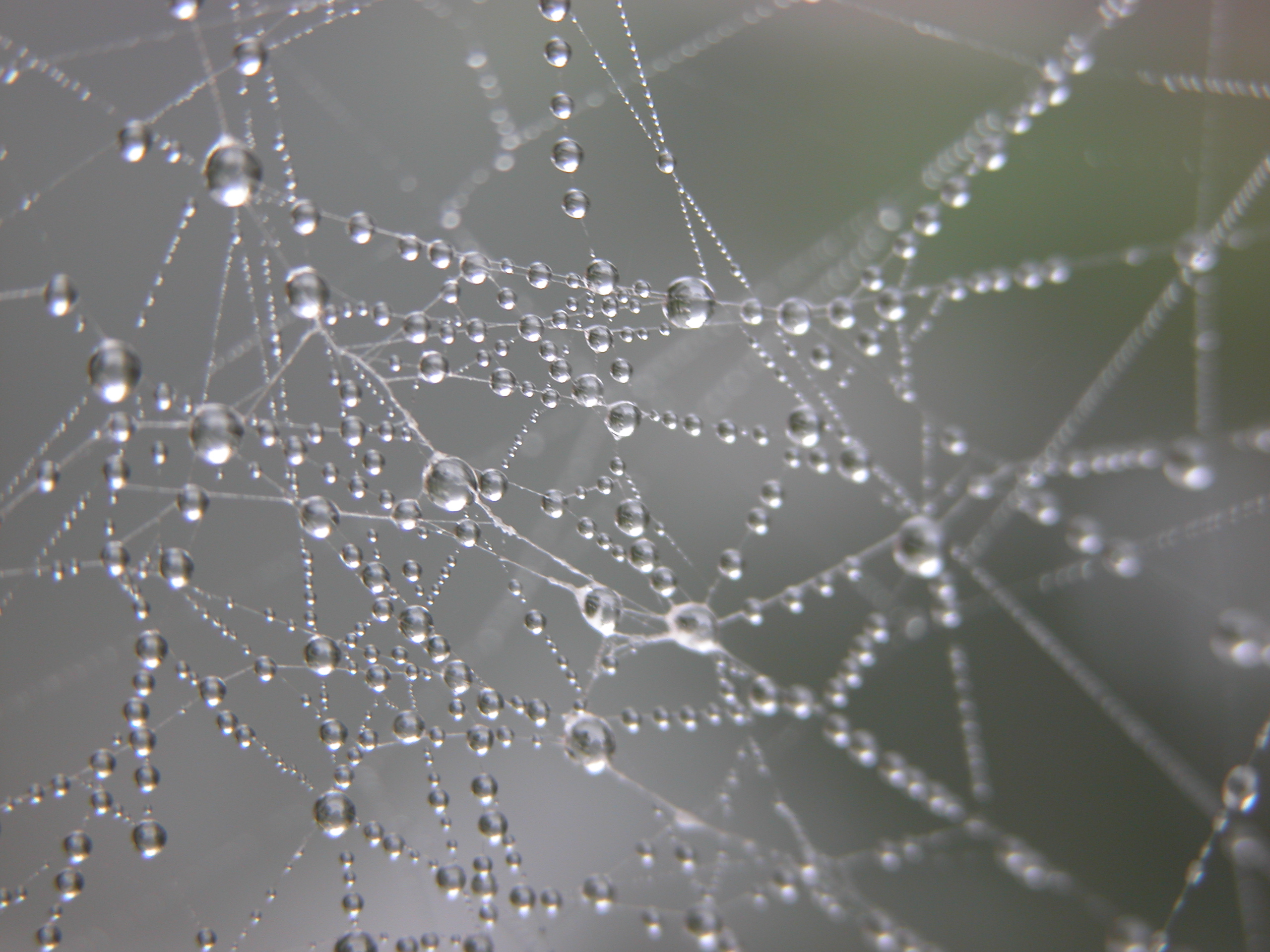 spiderweb web waterdrop waterdrops droplet droplets universe dewdrop dewdrops water cobweb