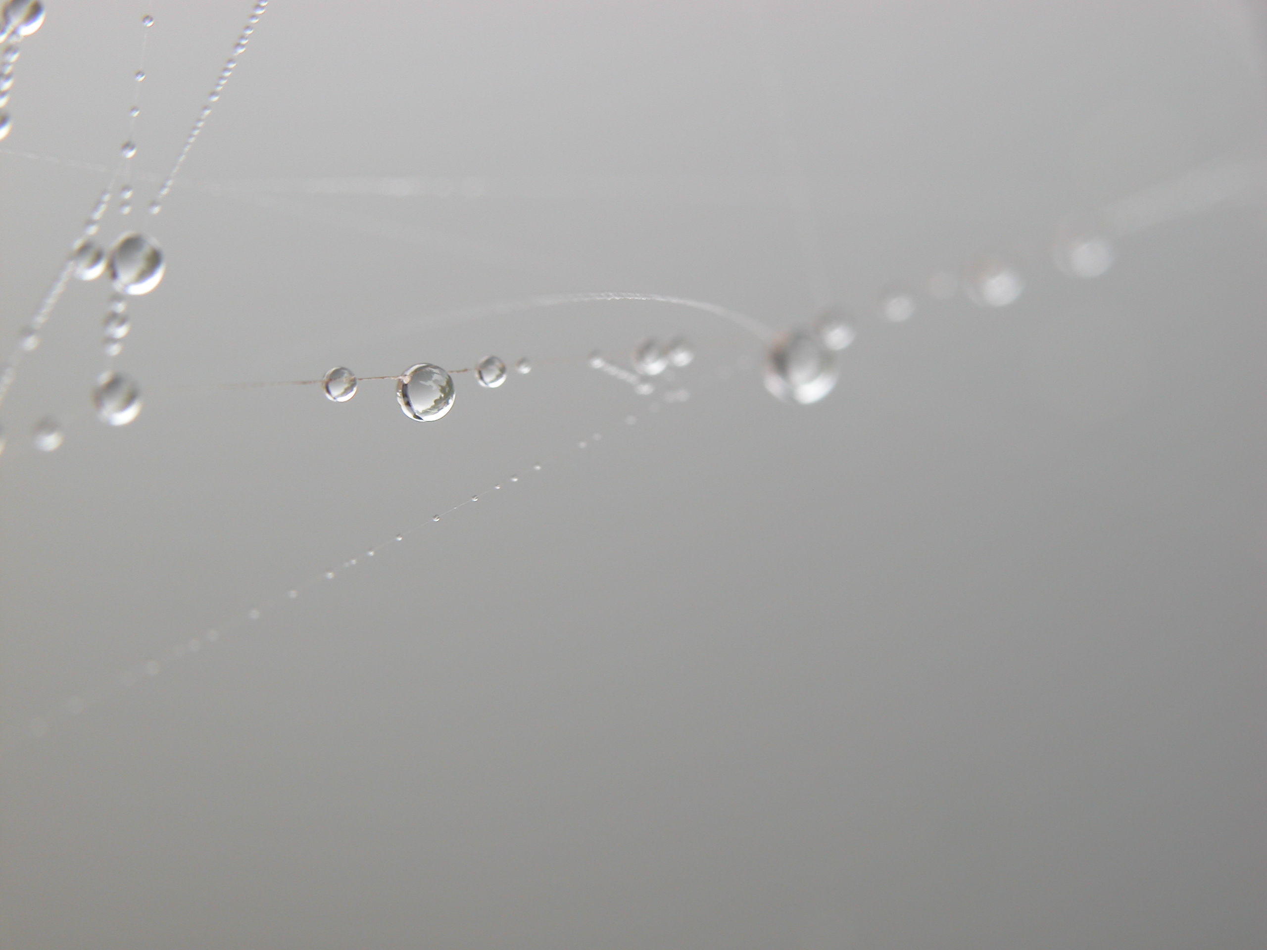 webs web spiderweb moist dew drops water threads wires royalty free
