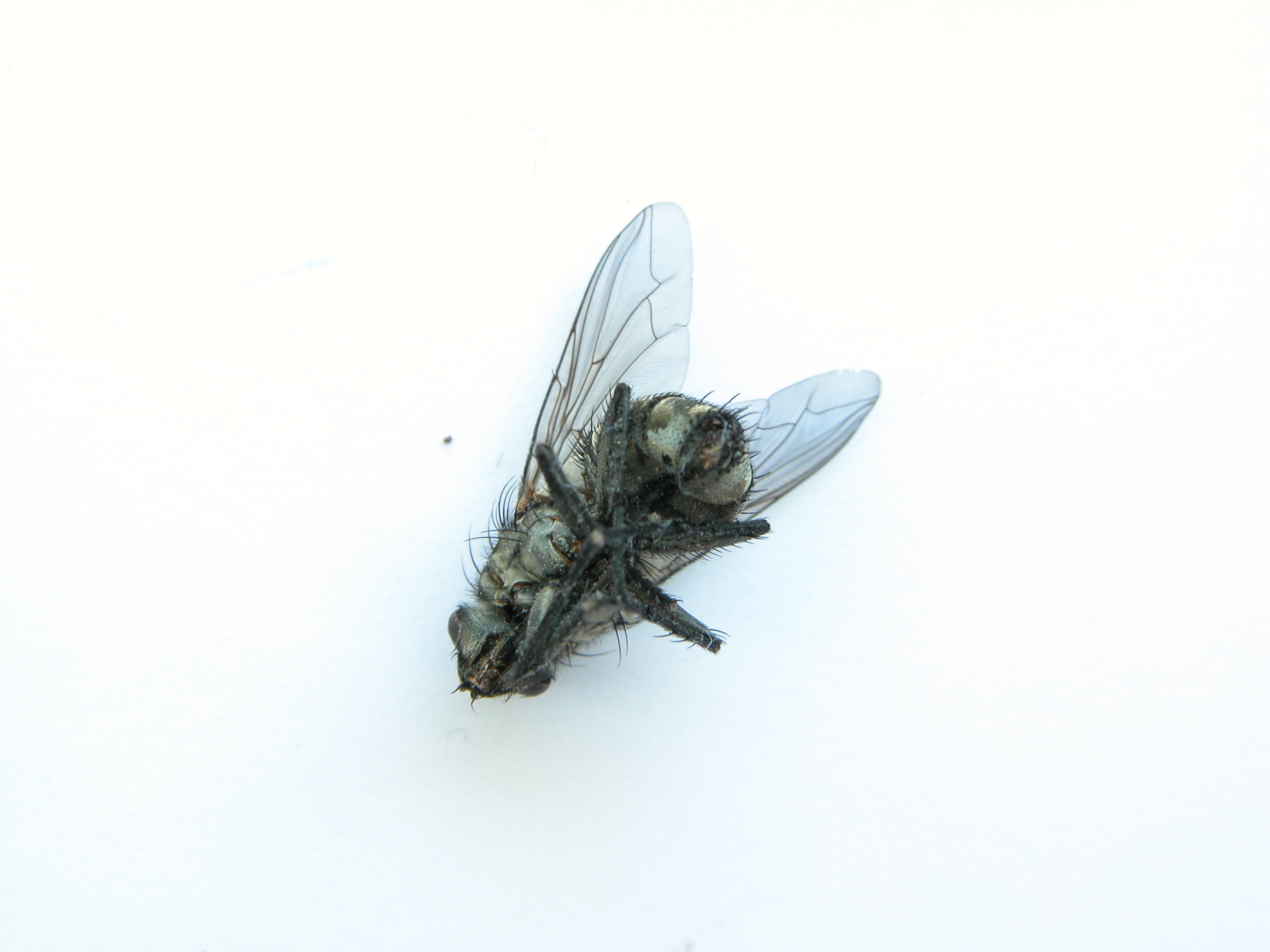nature animals insects flykit disection fly macro dead bottom leg legs wing wings hairy