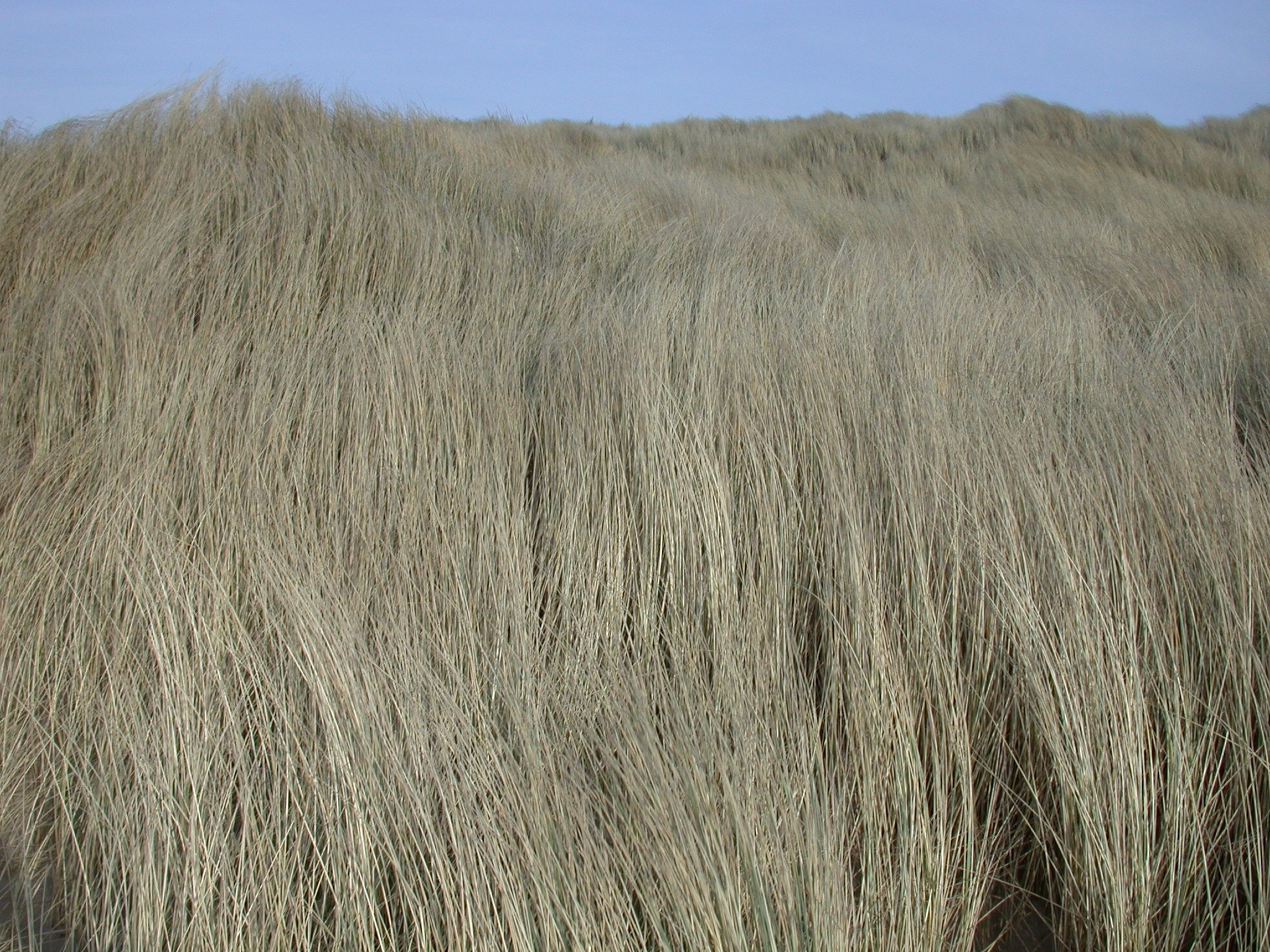 nature plants helm grass dune dunescape landscapes texture moving windy