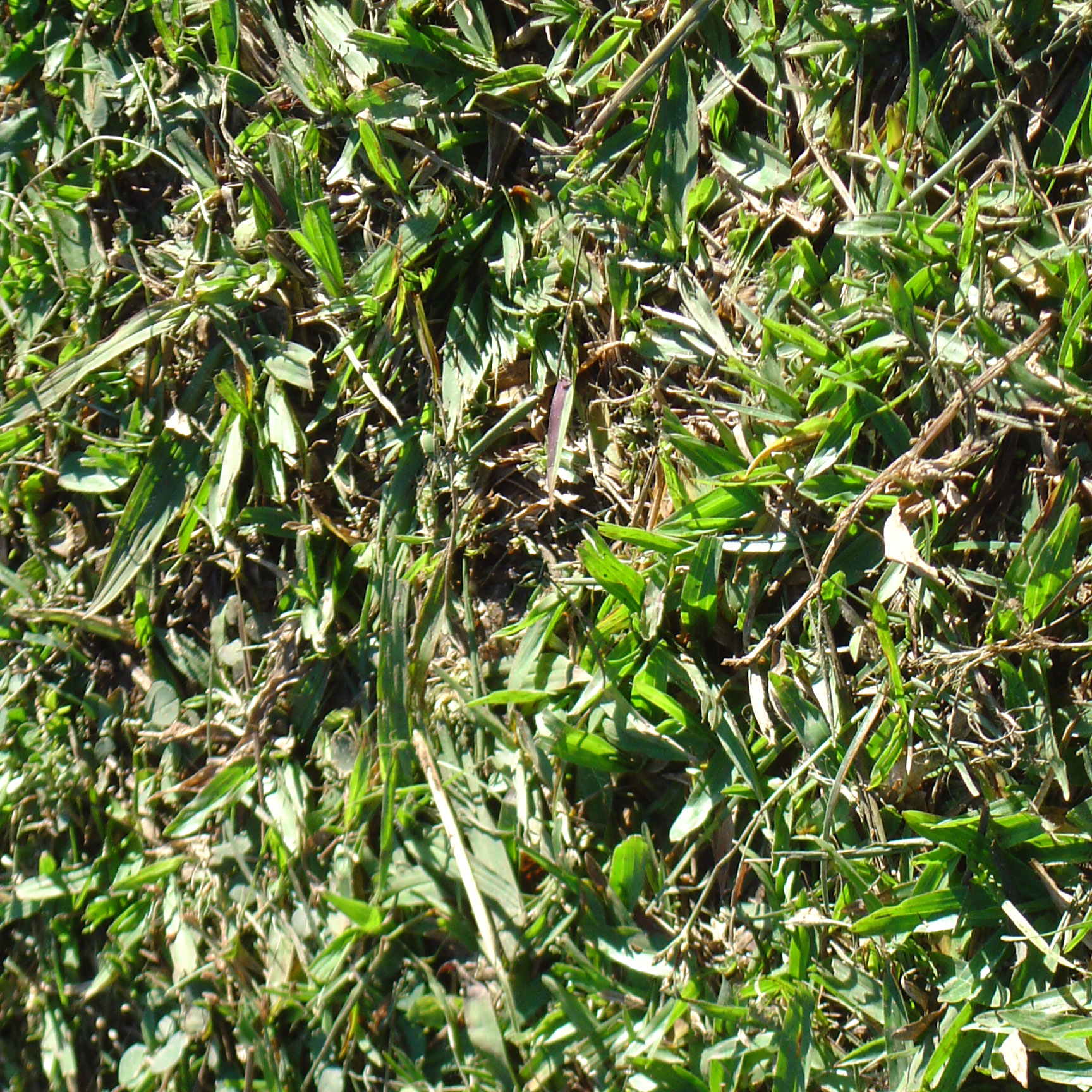 adriano ribeiro ground green blades of grass texture