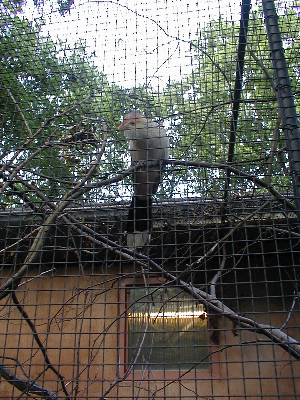 tropical bird in a cage prison captive dario