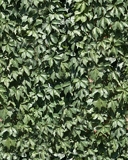 eric hedge leaf leafs green thick