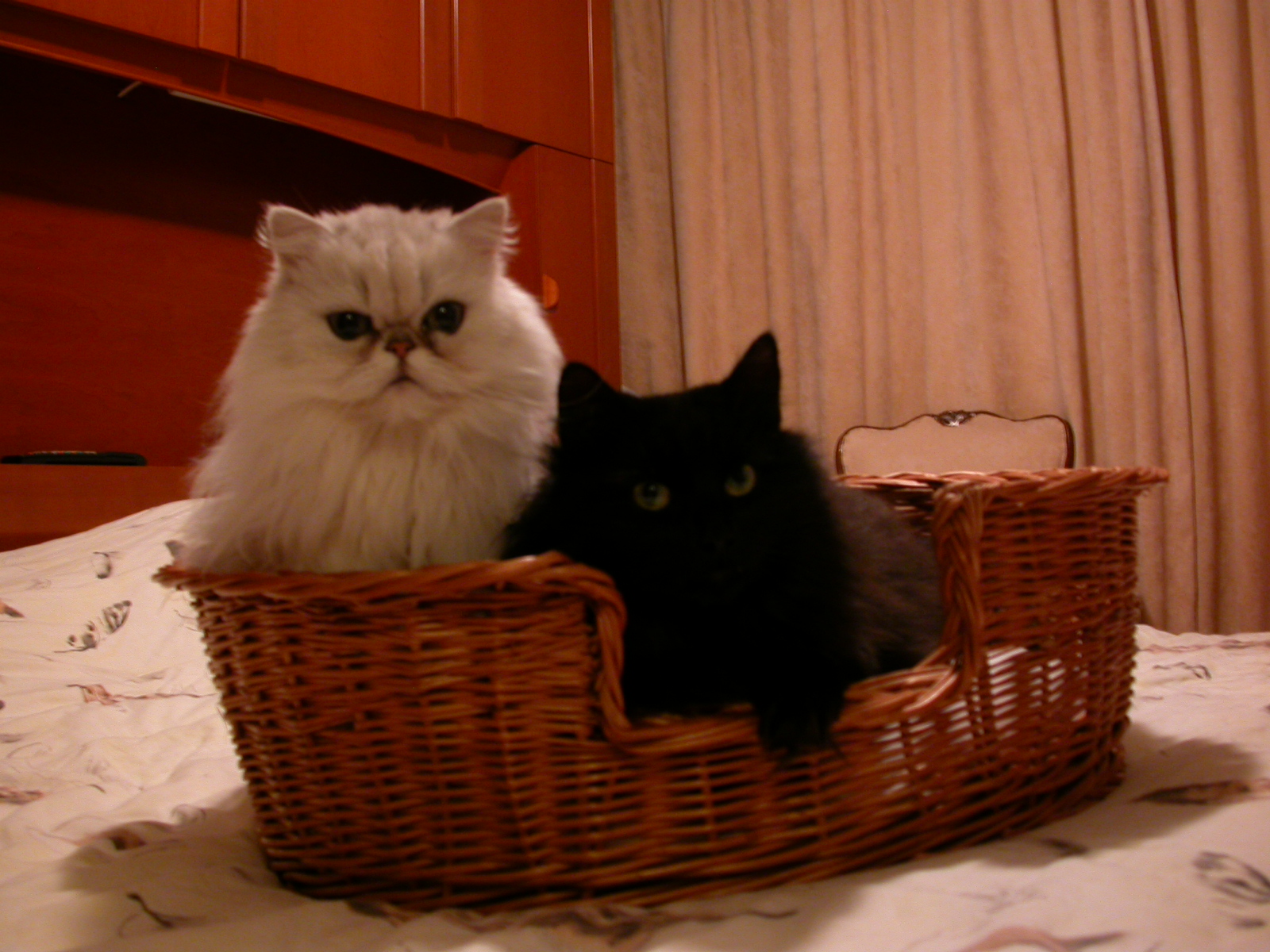 eva cats in a basket fluffy fur long haired hair pets cat white black