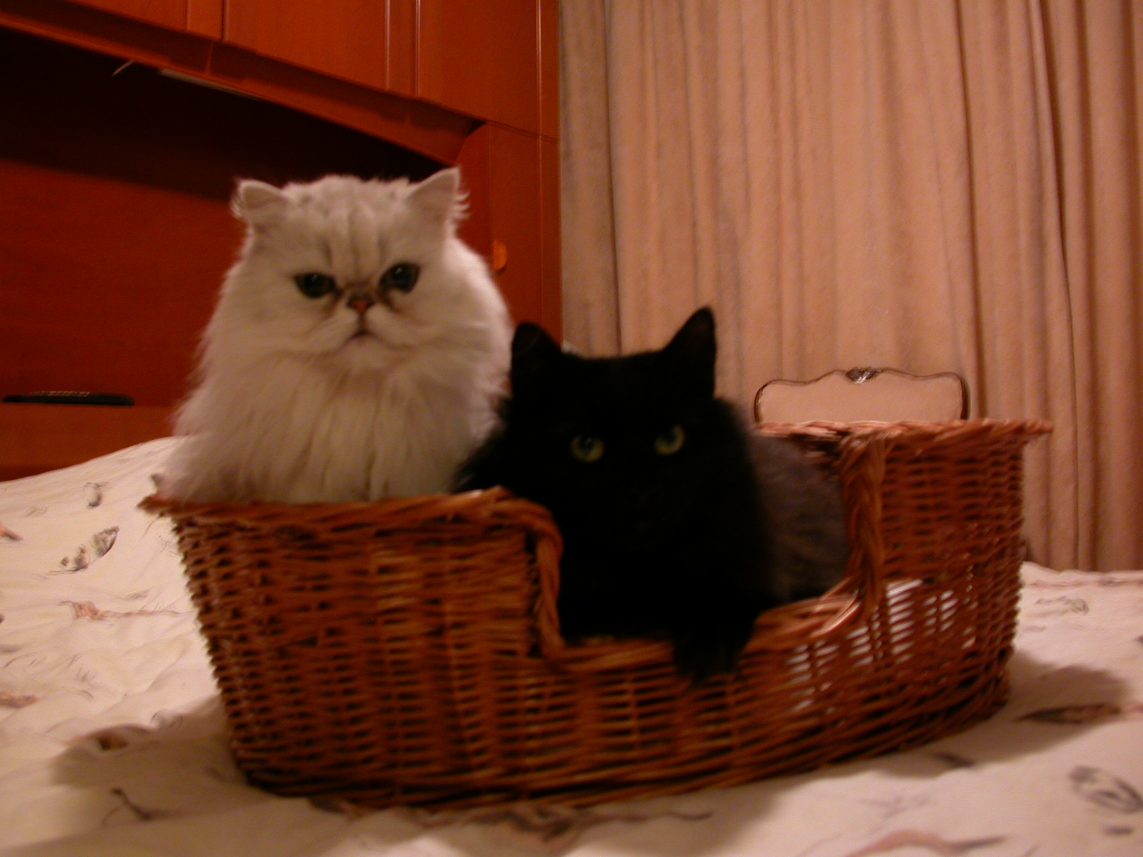 eva nature animals land cat cats basket white black front angora royalty free