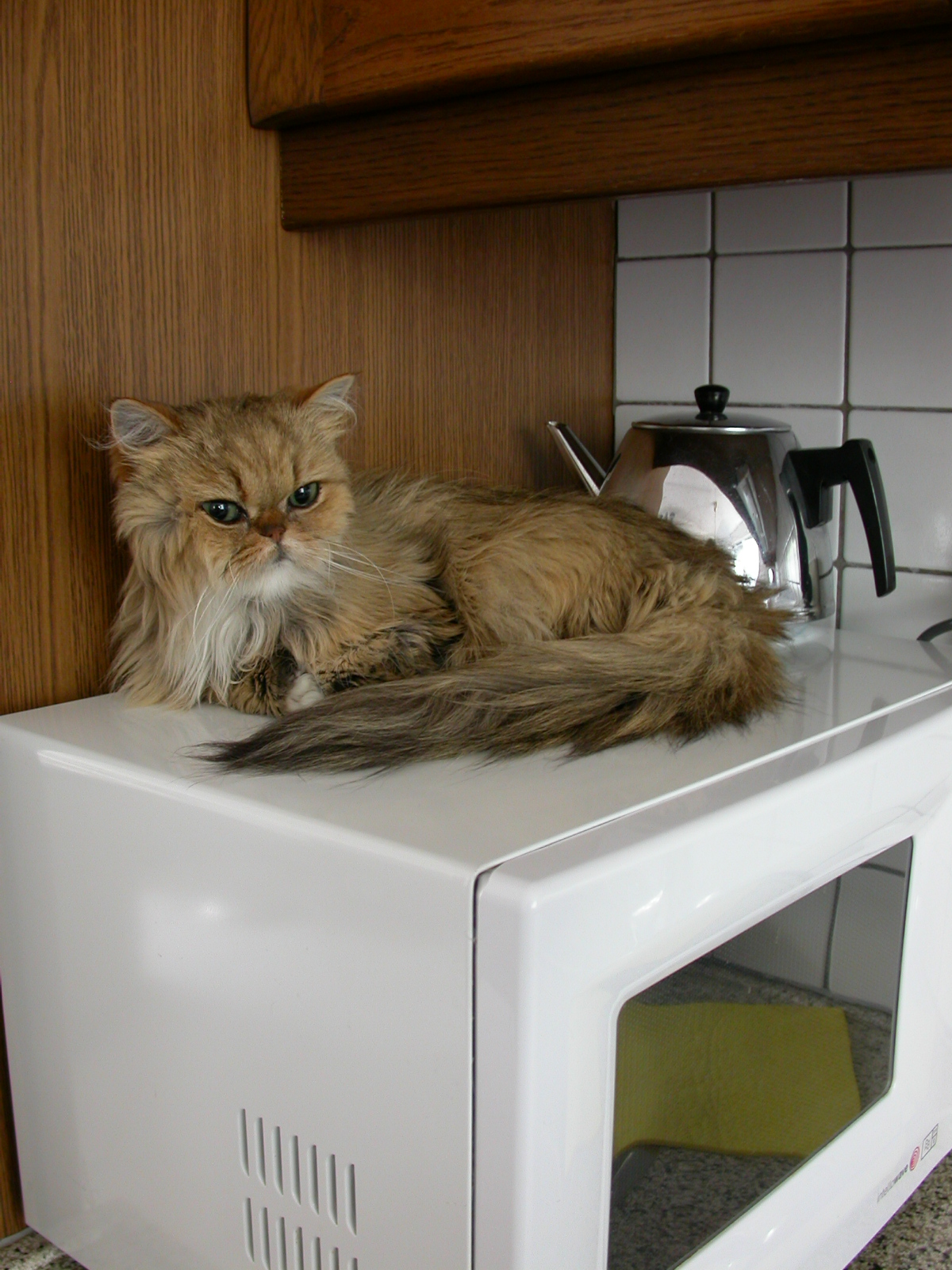eva fluffy cat on microwave kitchen pet long fur hair hires