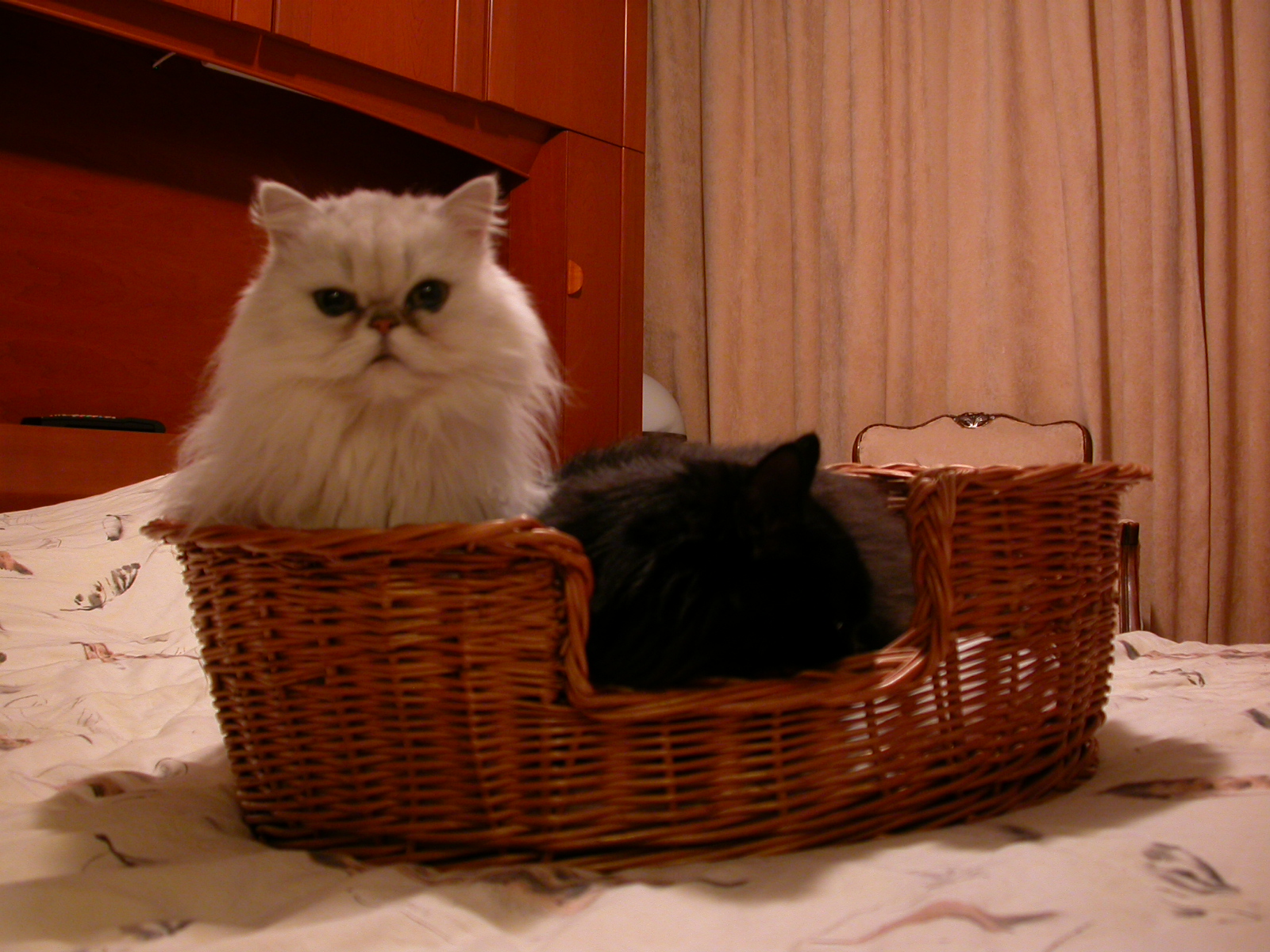 eva cat cats basket white black fur pet pets