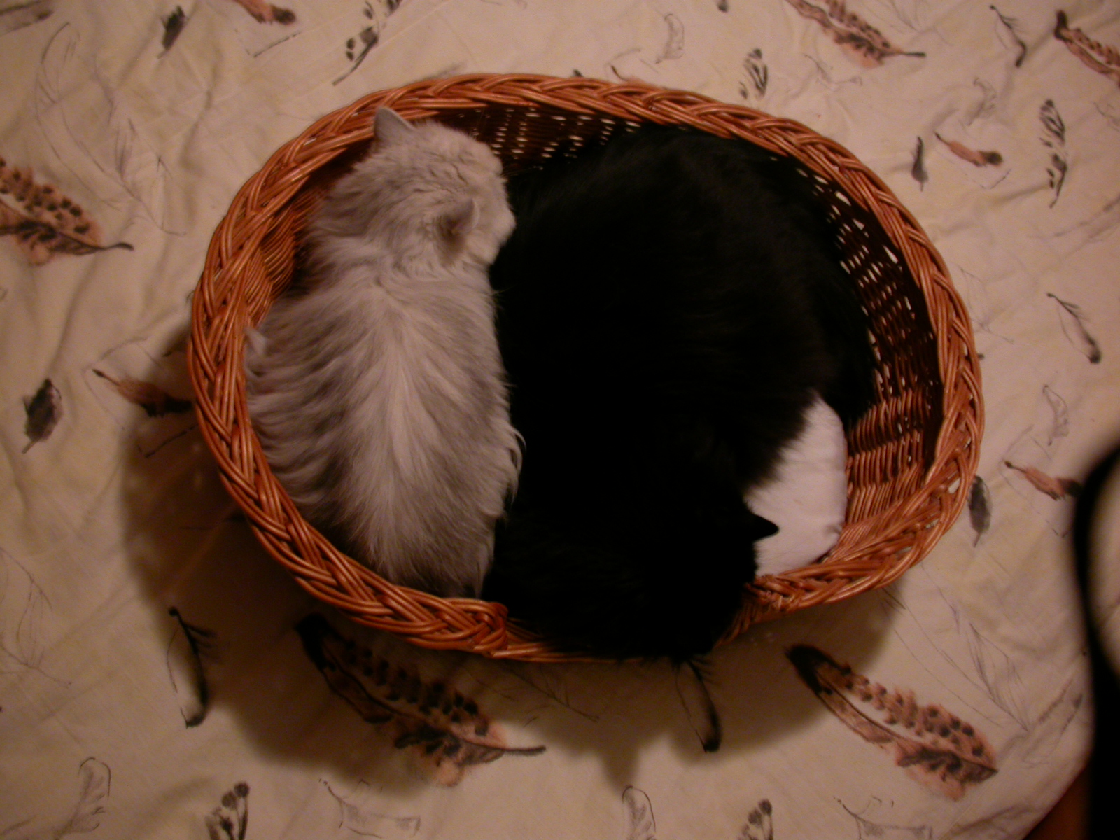eva cat cats kitten kittens black and white basket cute furry