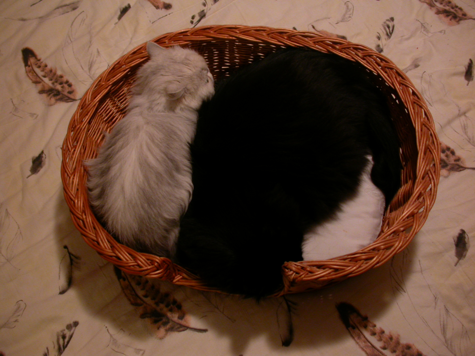 eva cat cats basket fur pets black white mother young cosy