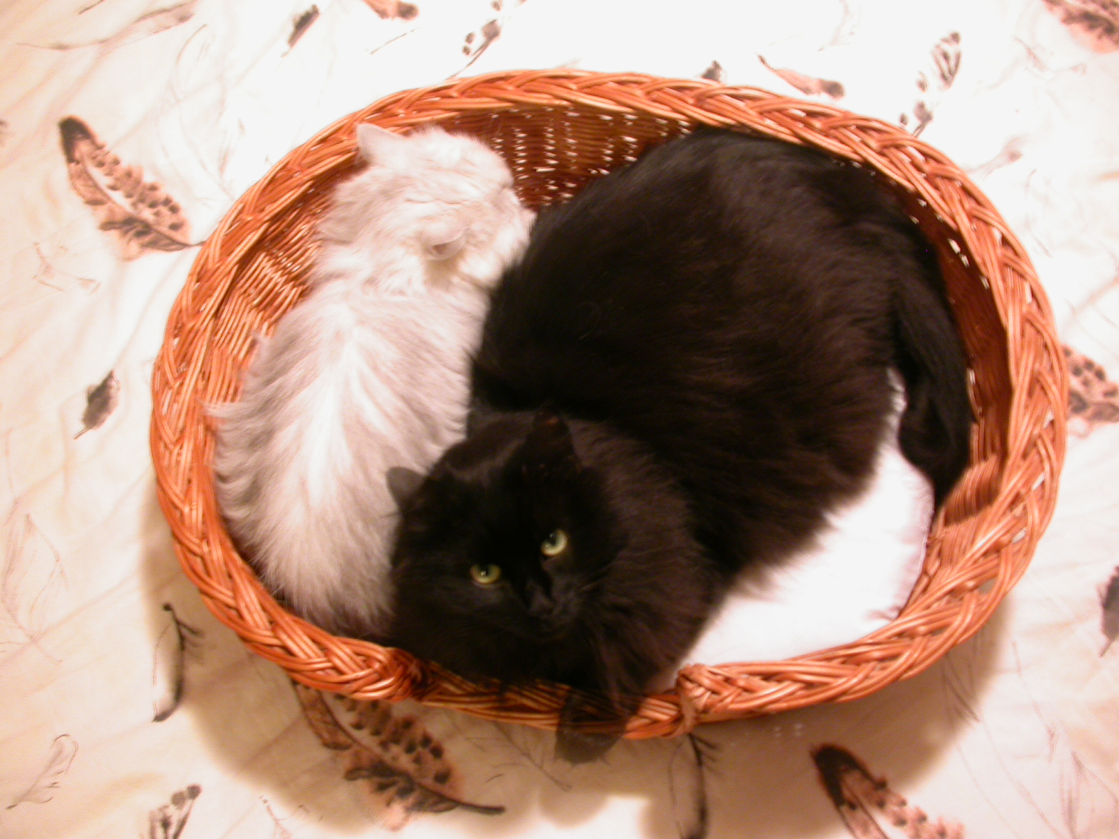 eva black and white cat in basket pets yin yang of pets