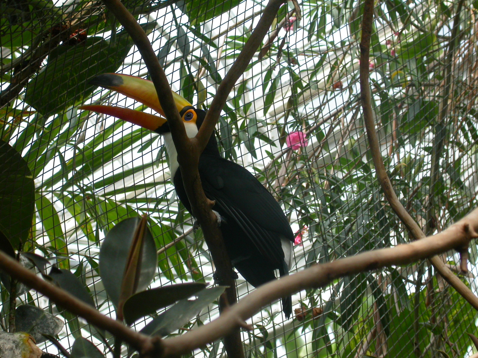 eva tropic bird in captivity feathers beak tropics jungle
