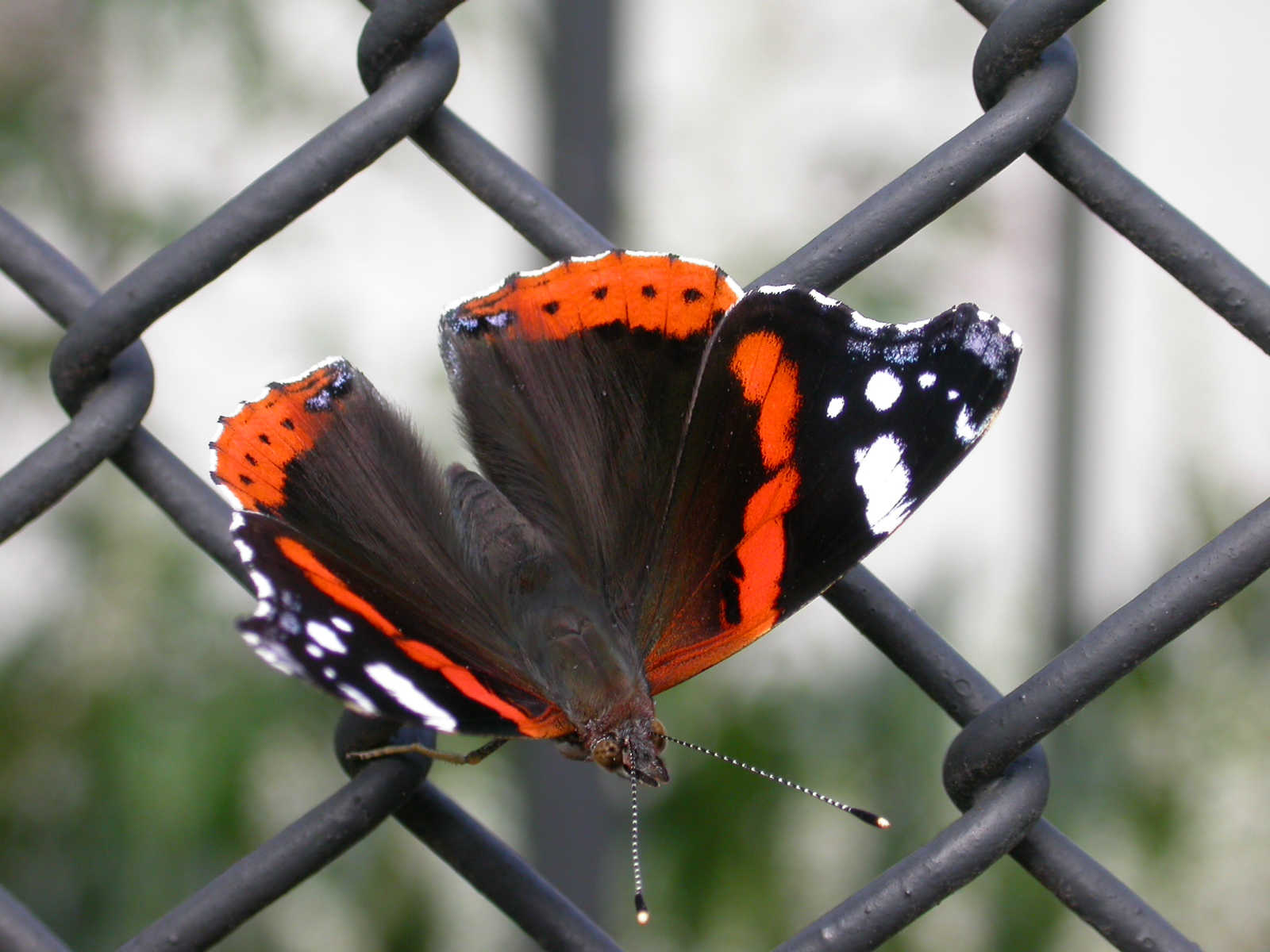 eva butterfly on fence prison captive captured beauty