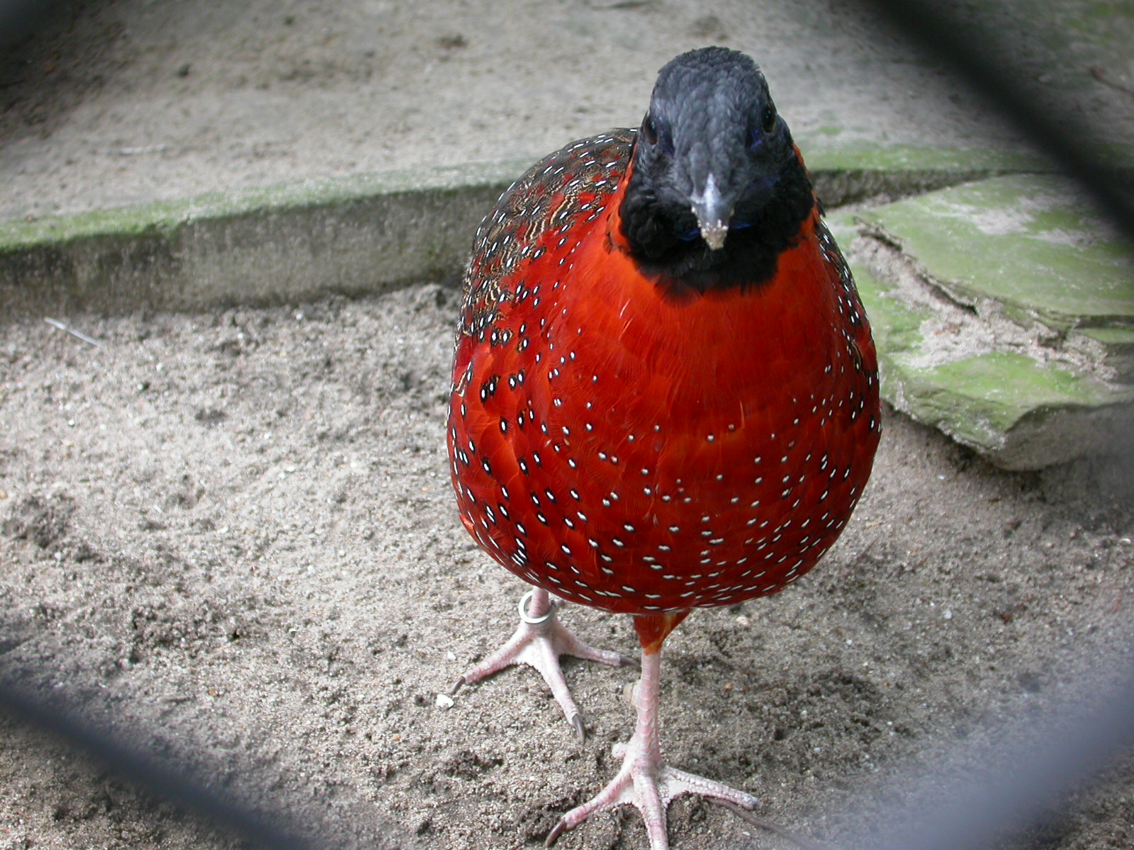 eva bird red plumage feathers
