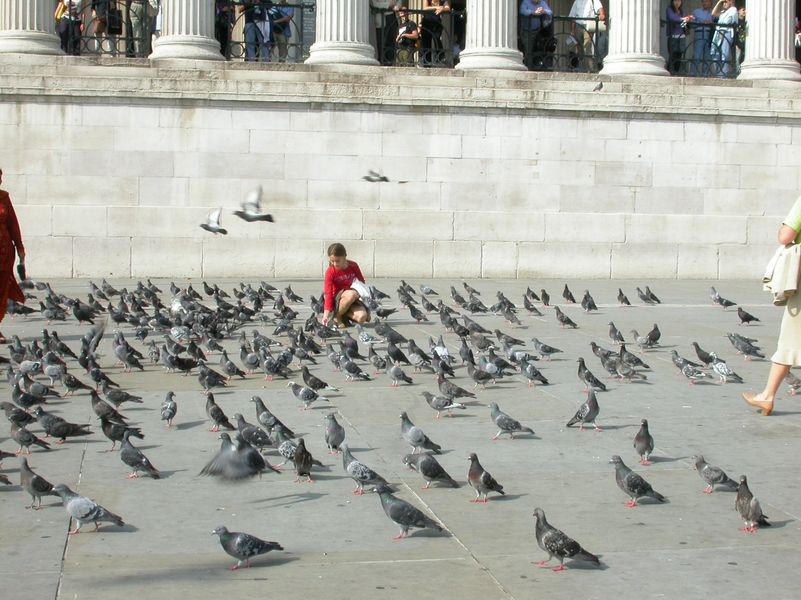 eva birds pigeons girl feeding flock square