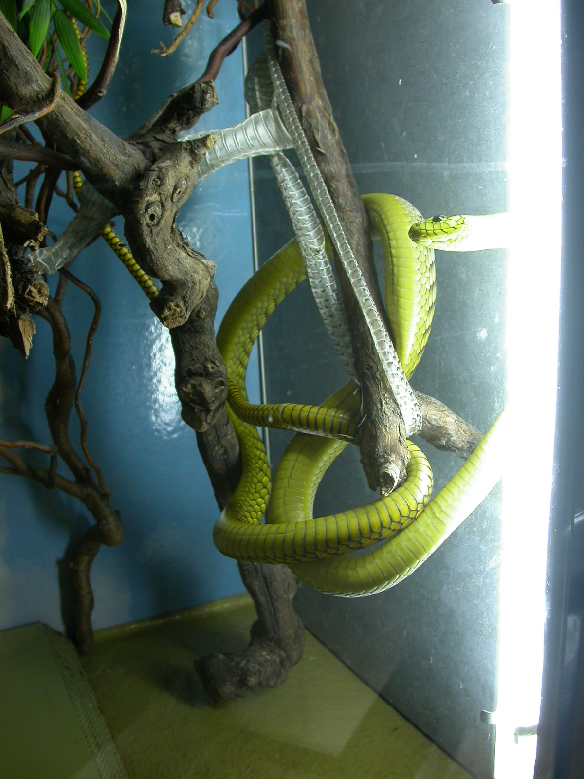 snake reptile tree eva yellow