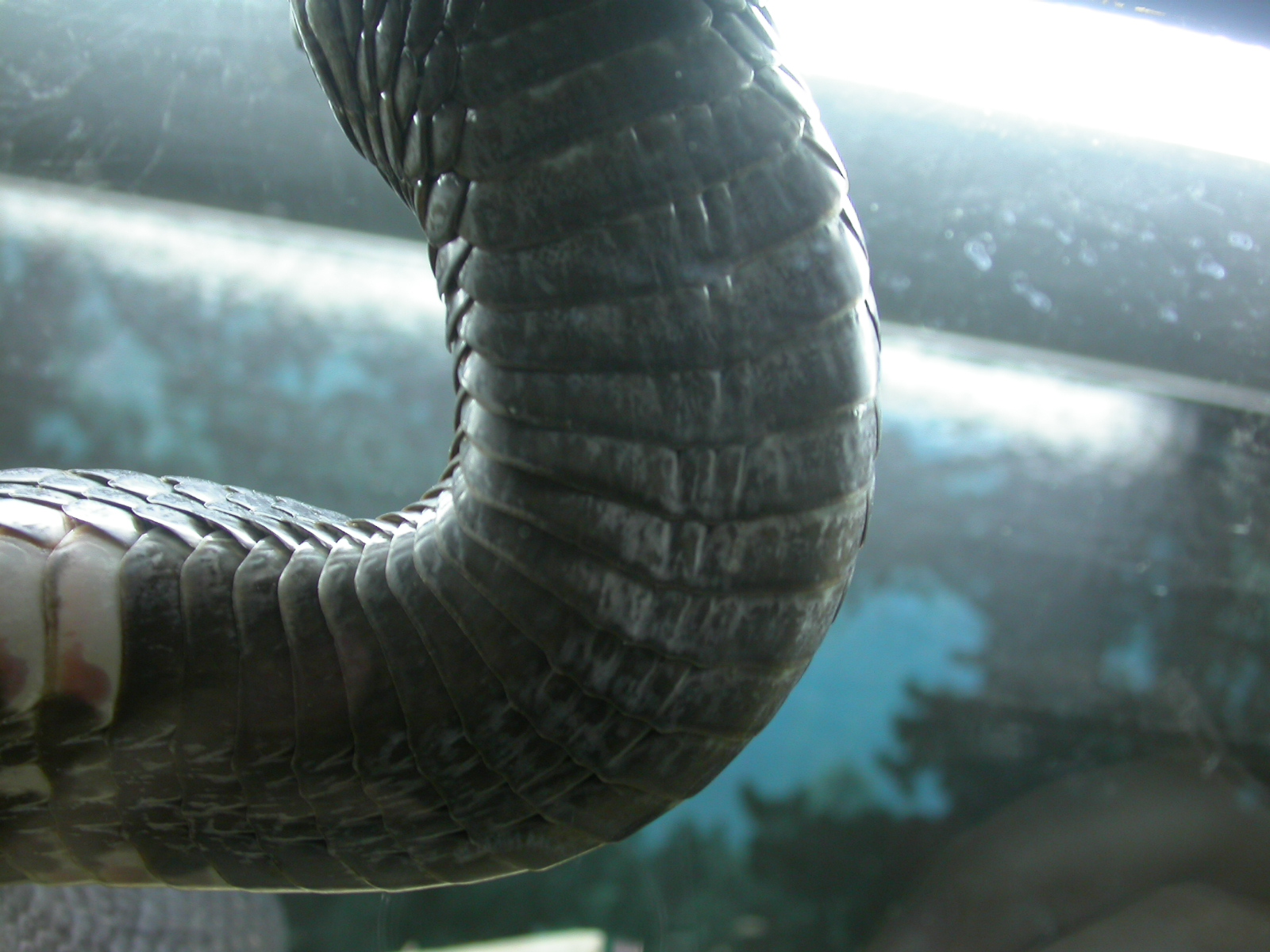 leather skin texture eva snake scale scales snakeskin black bottom
