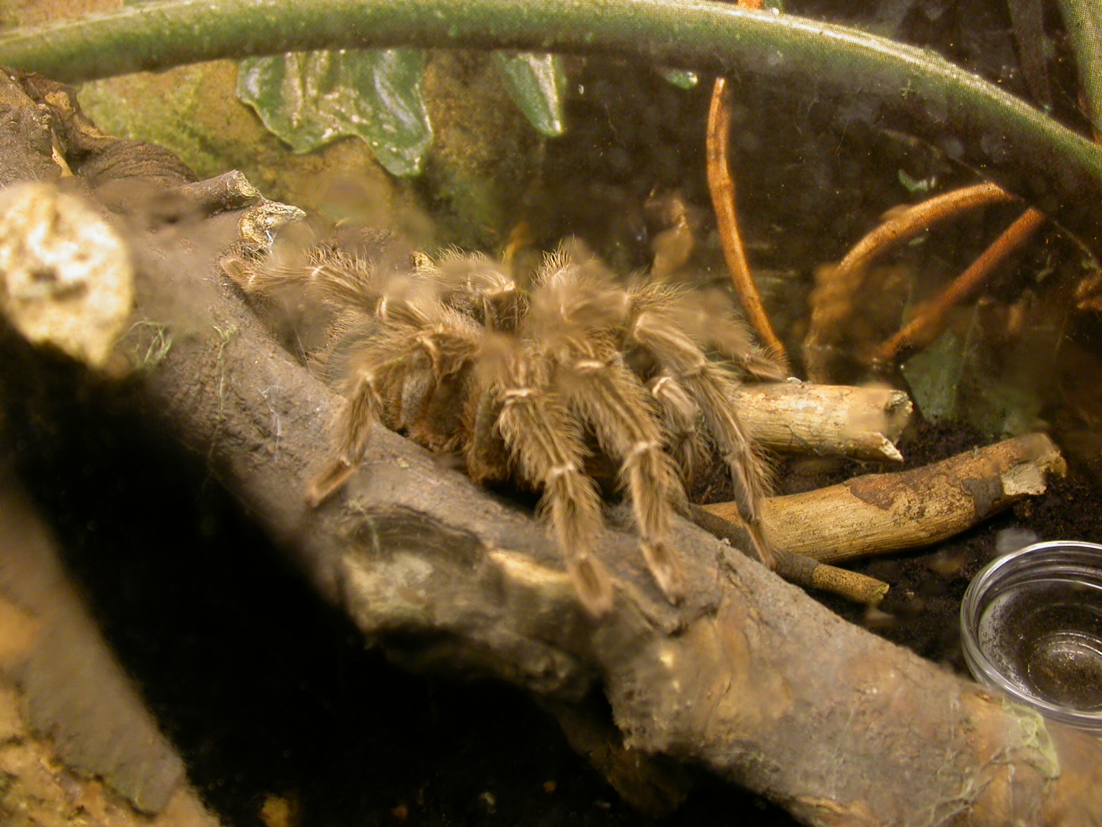 eva tarentula insect spider terrarium