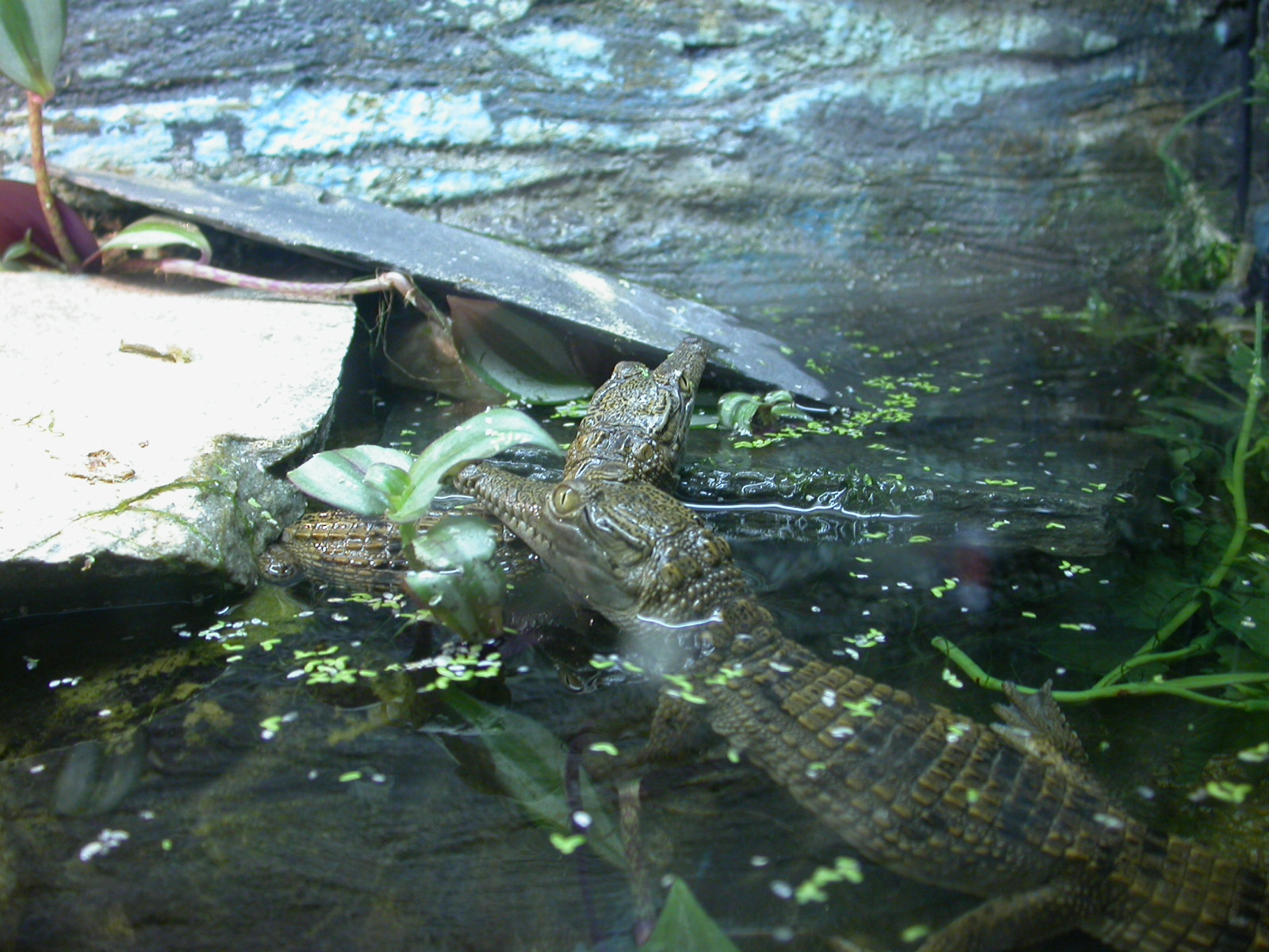 alligator eva reptiles in water crocodile