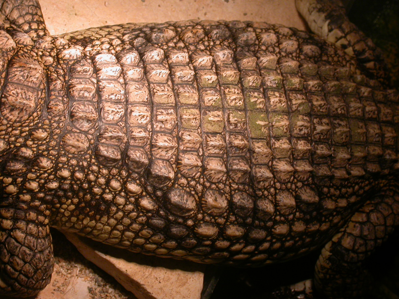 crocodile alligator skin scales leather reptile eva royalty-free