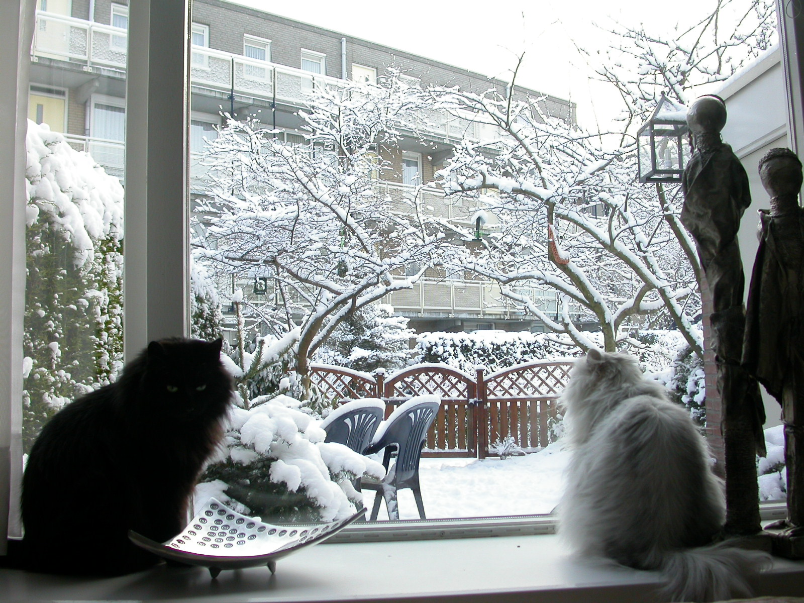 eva cat cats black white fur pets window snow garden