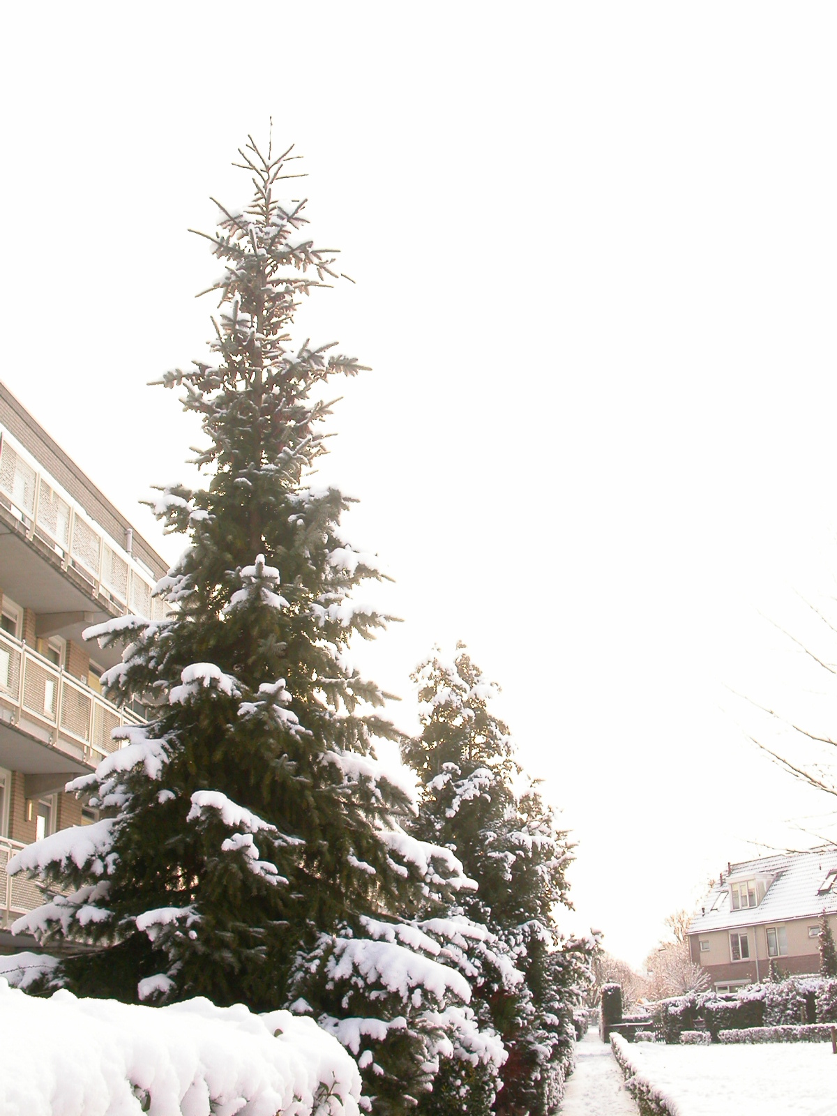 eva snow cold winter Christmas frost pine tree pines urban