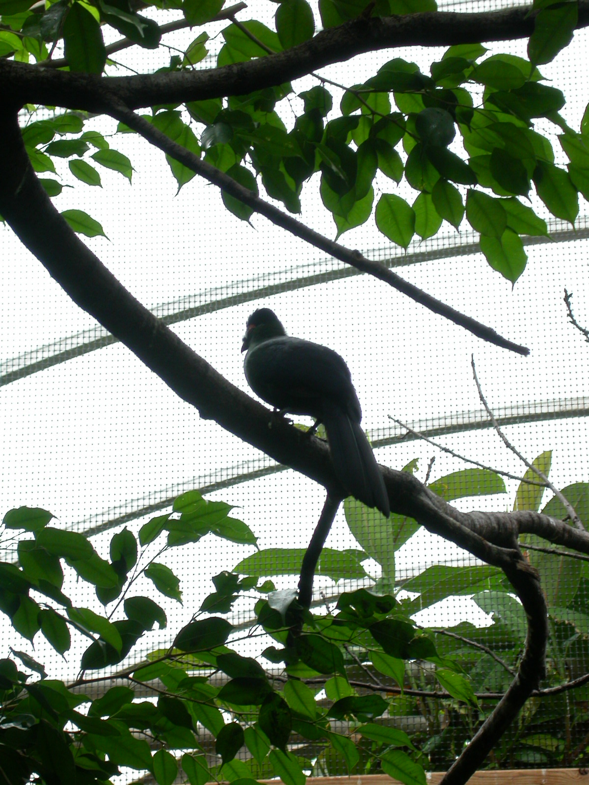 eva tropical bird greenhouse zoo branch