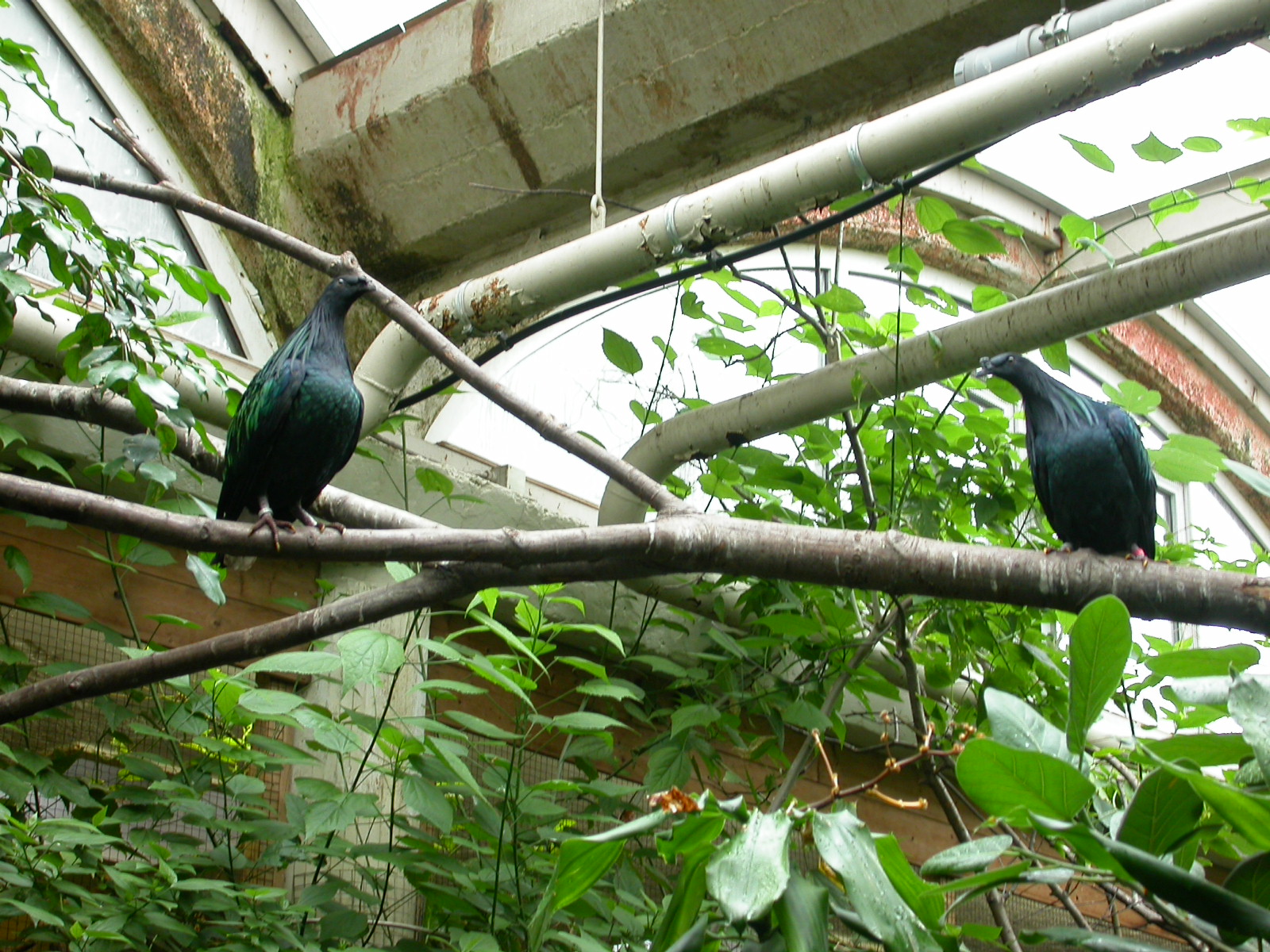 eva tropical birds in captivity roof tropics plants