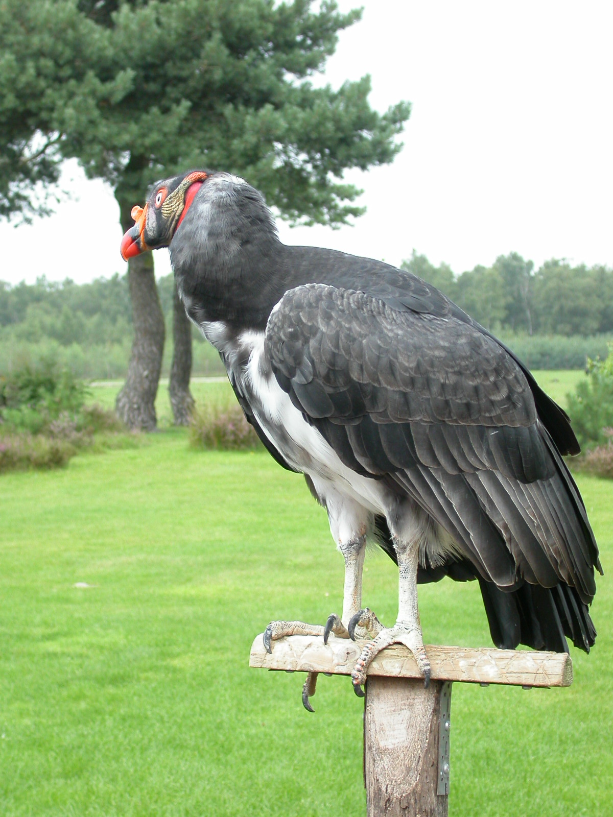 eva scavenger bird of prey feathers gray vulture neck perch