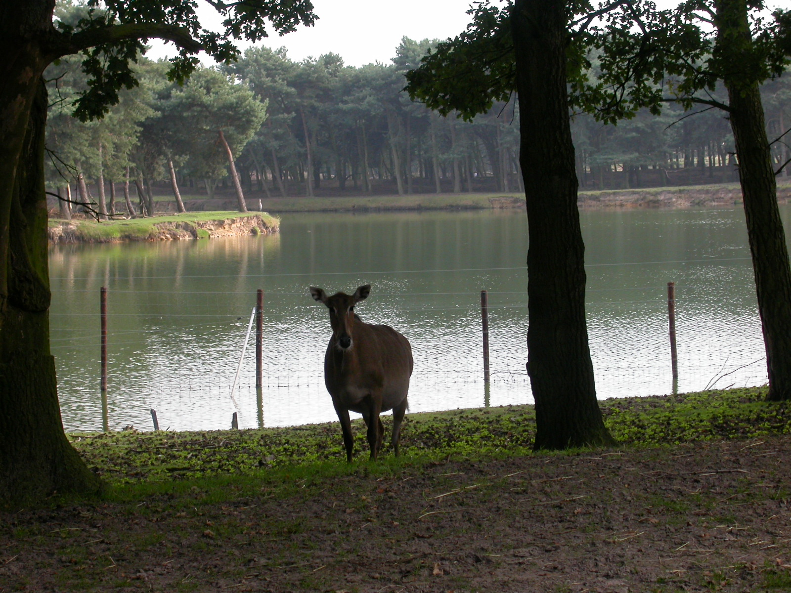 eva cow deer combination mammal lake