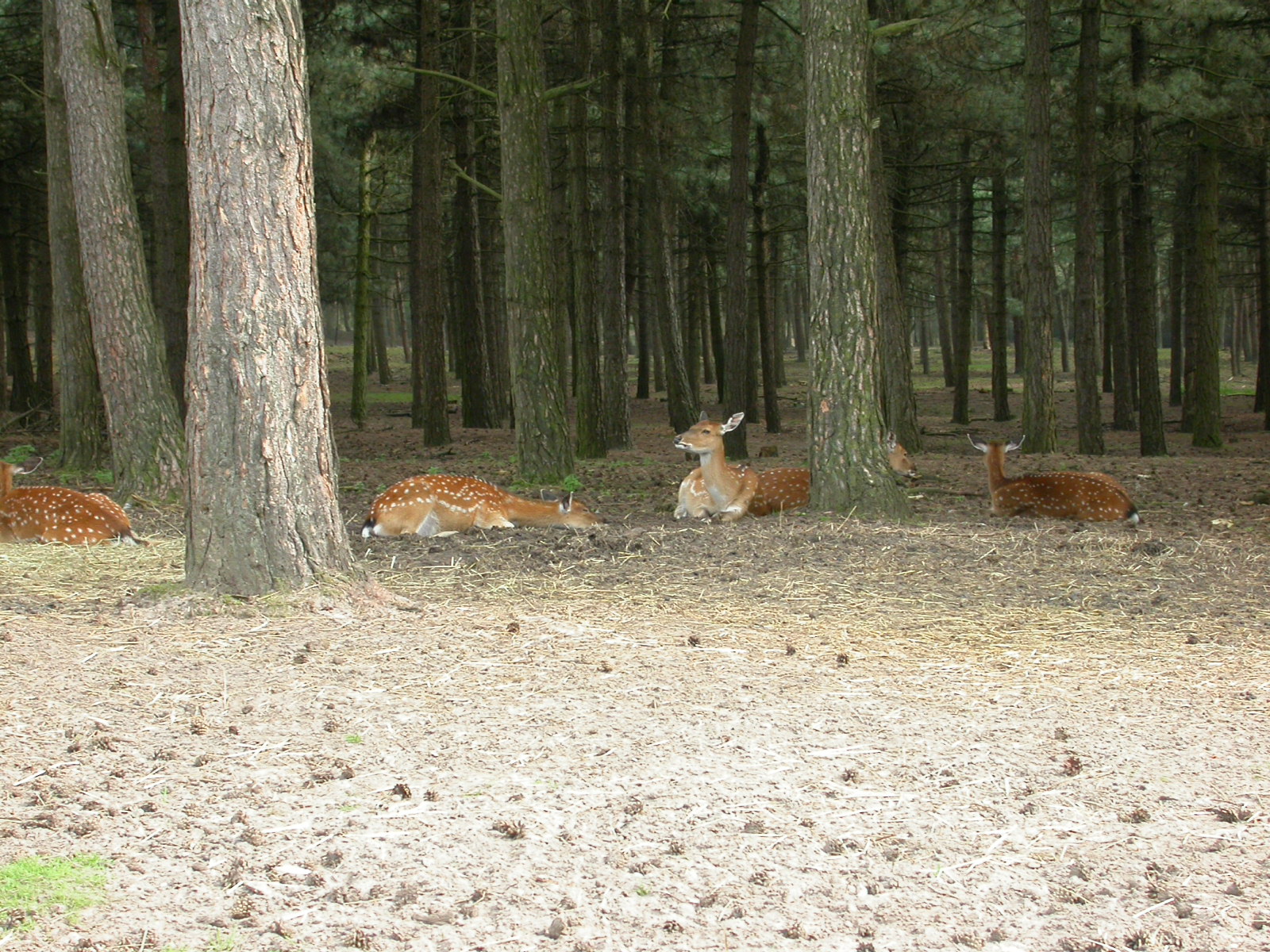 eva deer forest animals