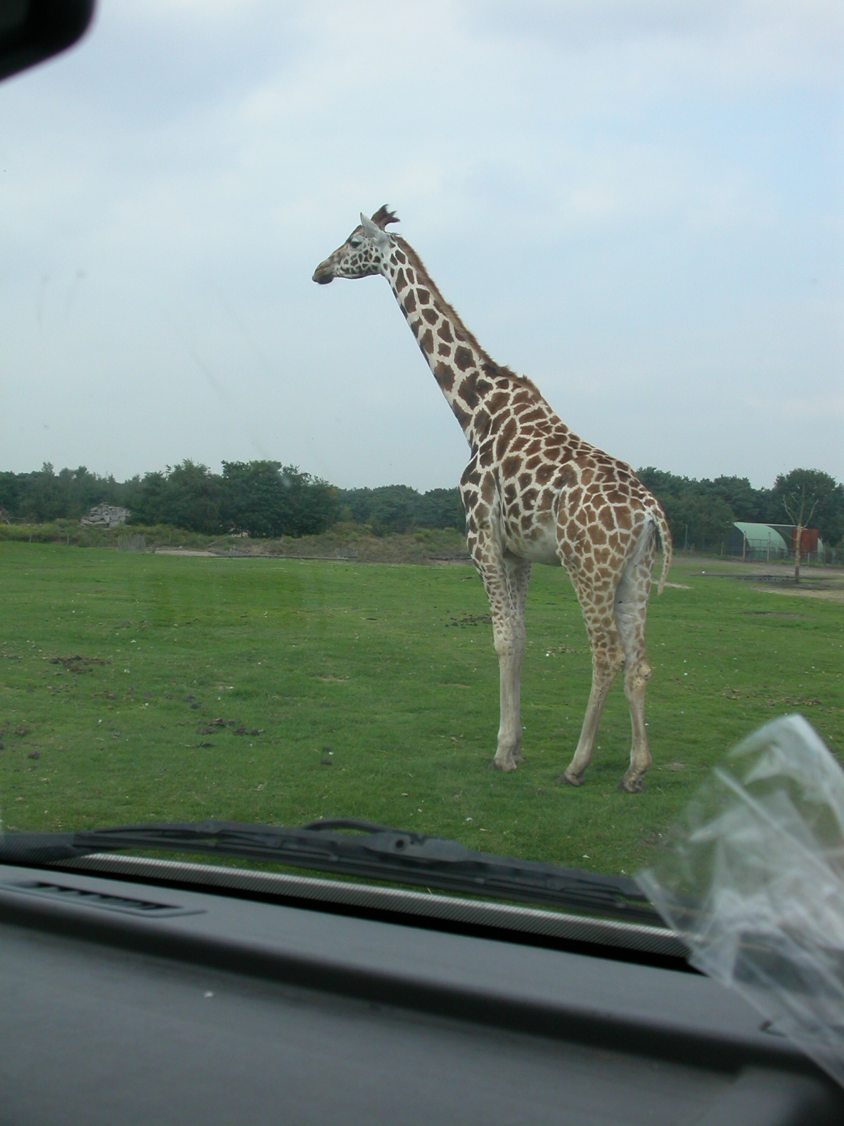 eva giraffe animal zoo Africa