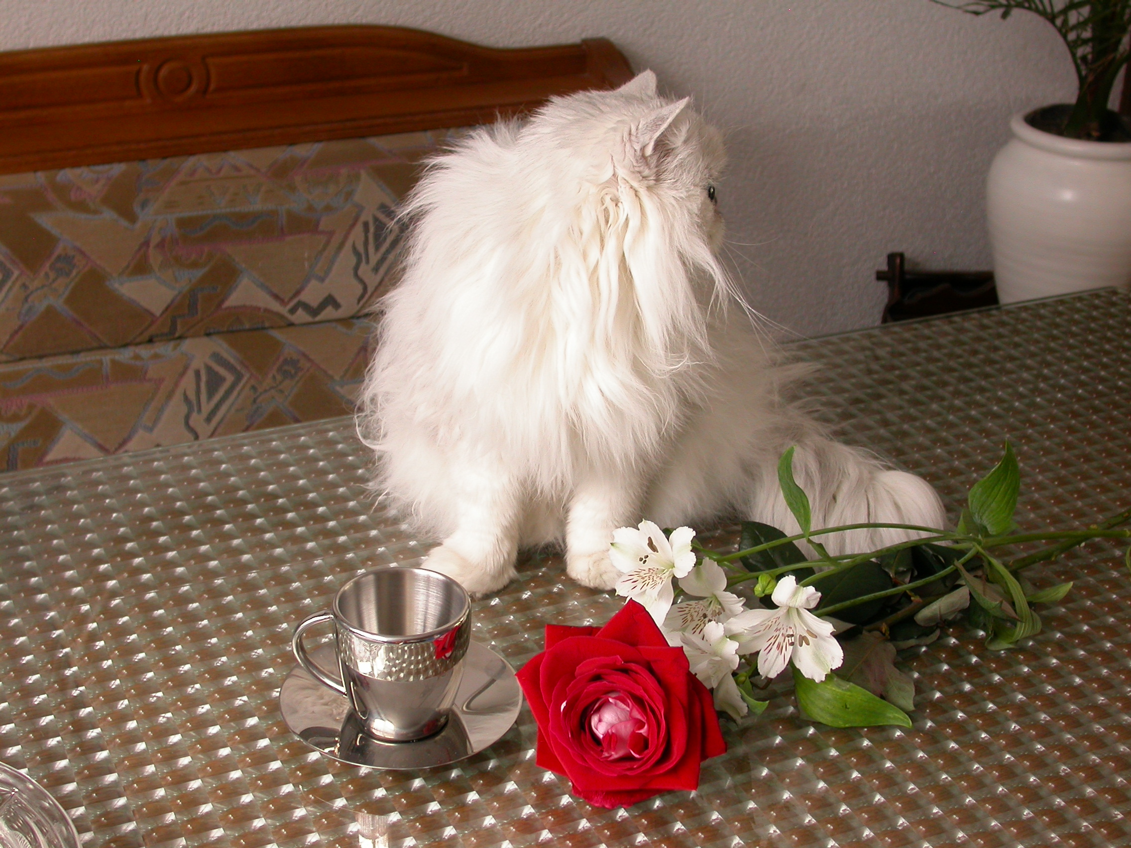 eva white angora cat on a table with a red rose and white flowers at its feet