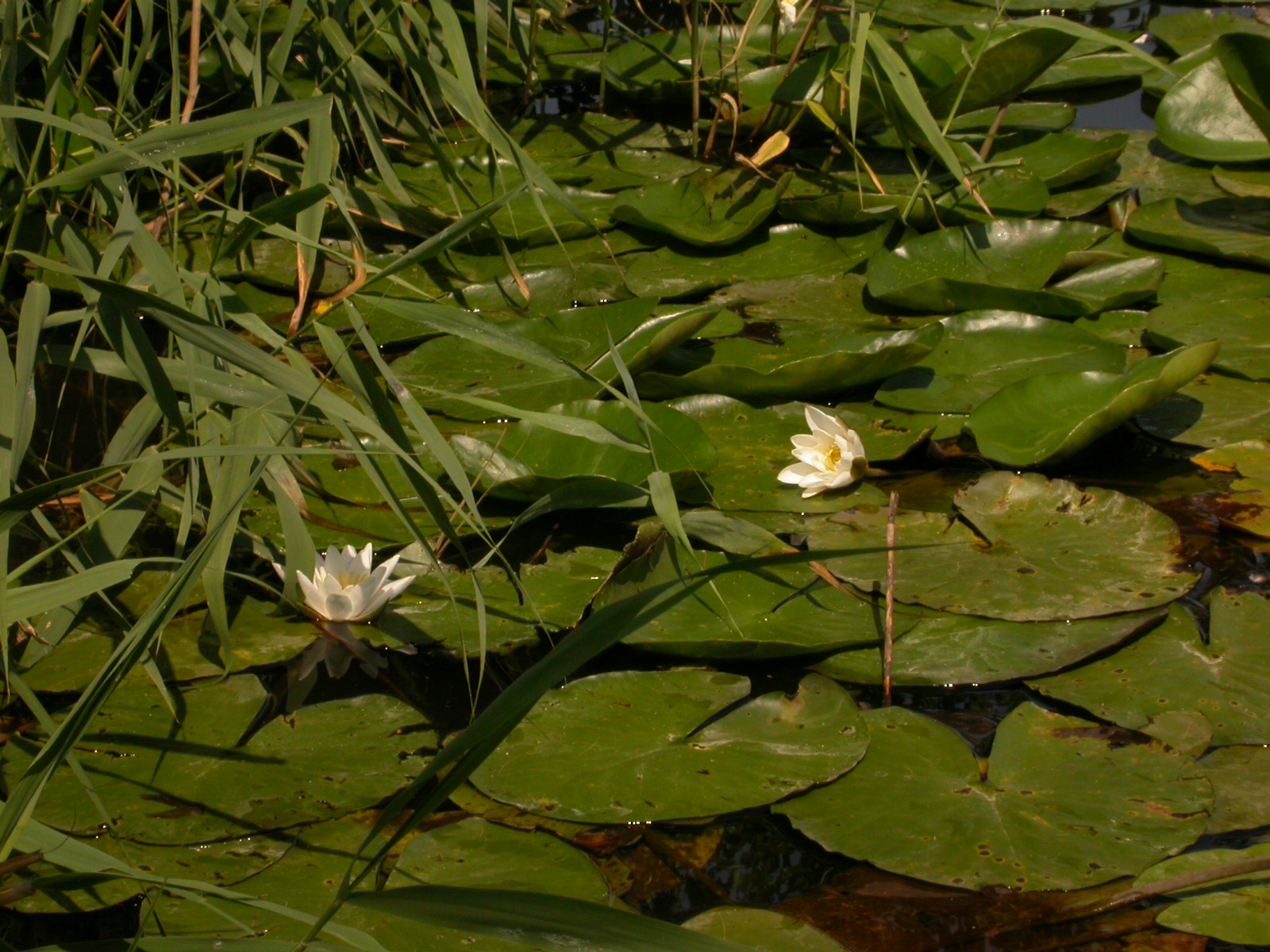eva pond leafs lilly pad water flower white