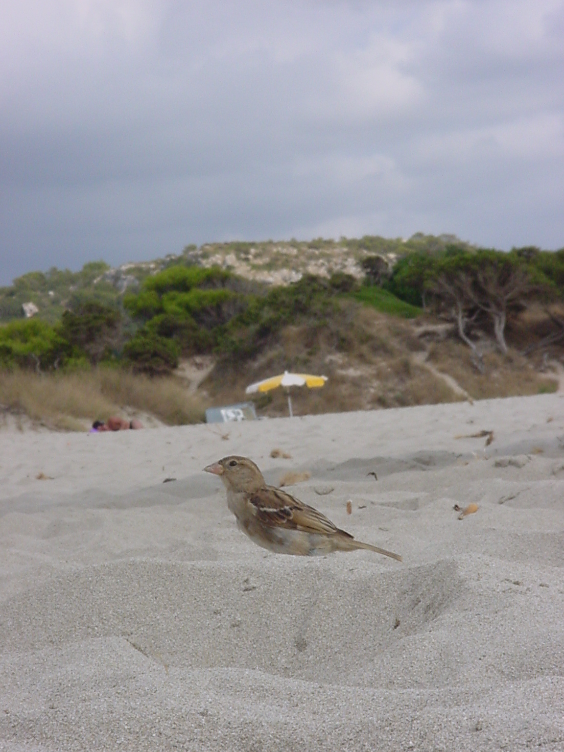 insektokutor bird on beach sand enjoying the weather