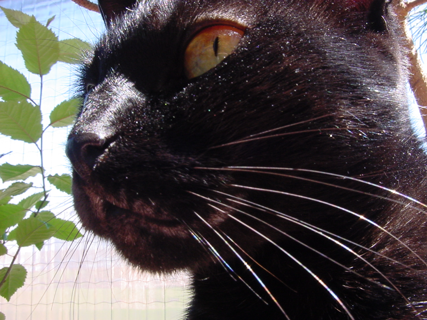 insektokutor cat black closeup whiskers fur pet soft